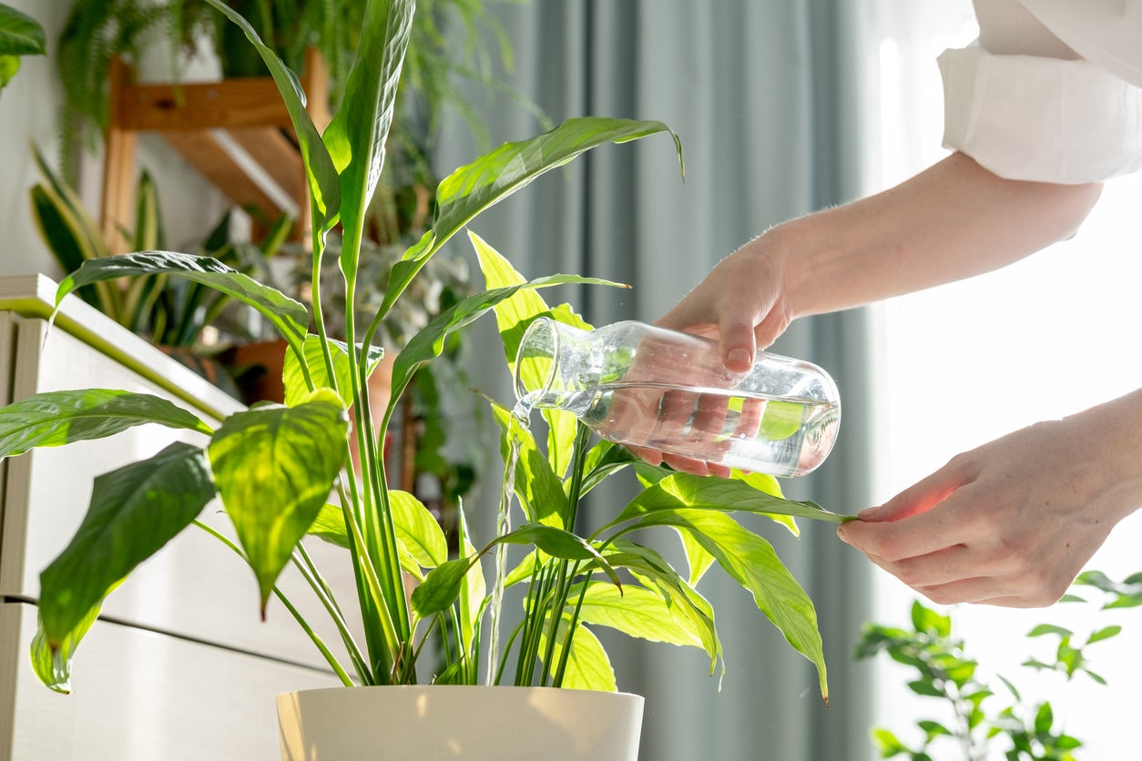 As the director of a plant diagnostic laboratory and expert on plant medicine, I help people manage their plants’ health