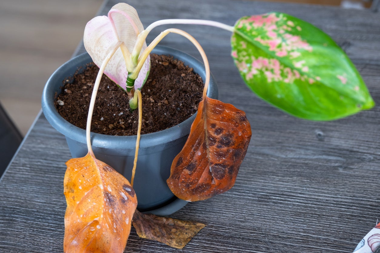 So most pathogens – the organisms that cause disease – will not be affected if they are in a plant’s tissues rather than on its exterior