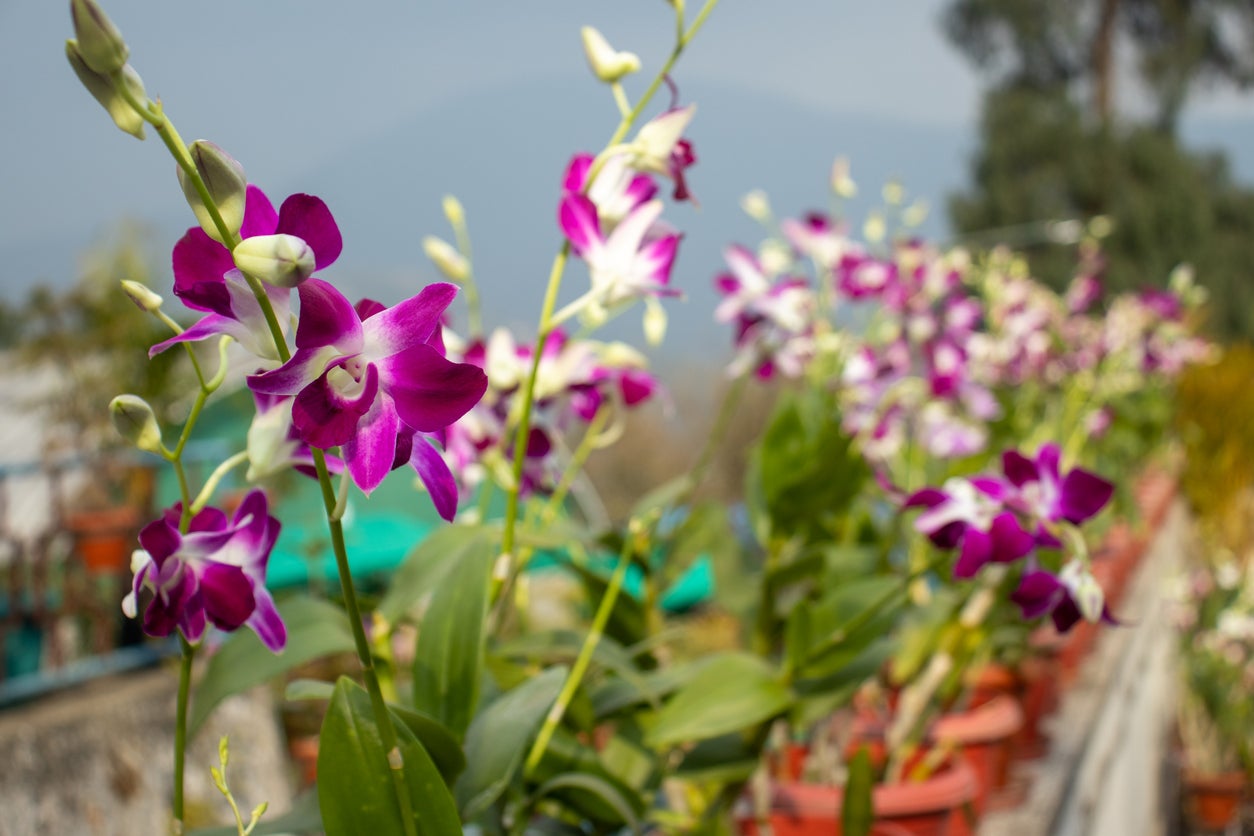 The fact is tropical plants hate cold temperatures