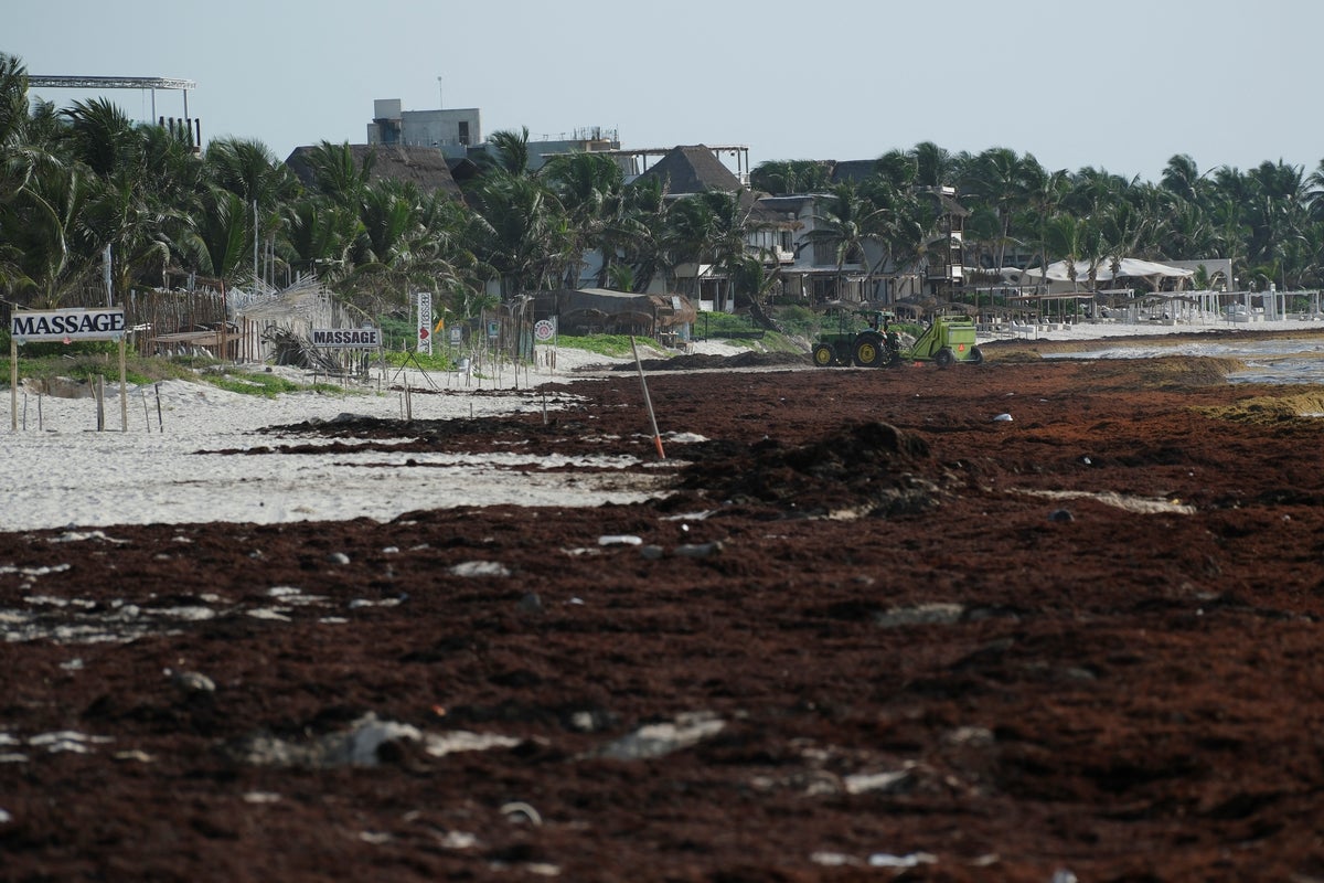 Sargassum seaweed has become a self‑sustaining disaster plaguing beaches forcing scientists to explore unique solutions