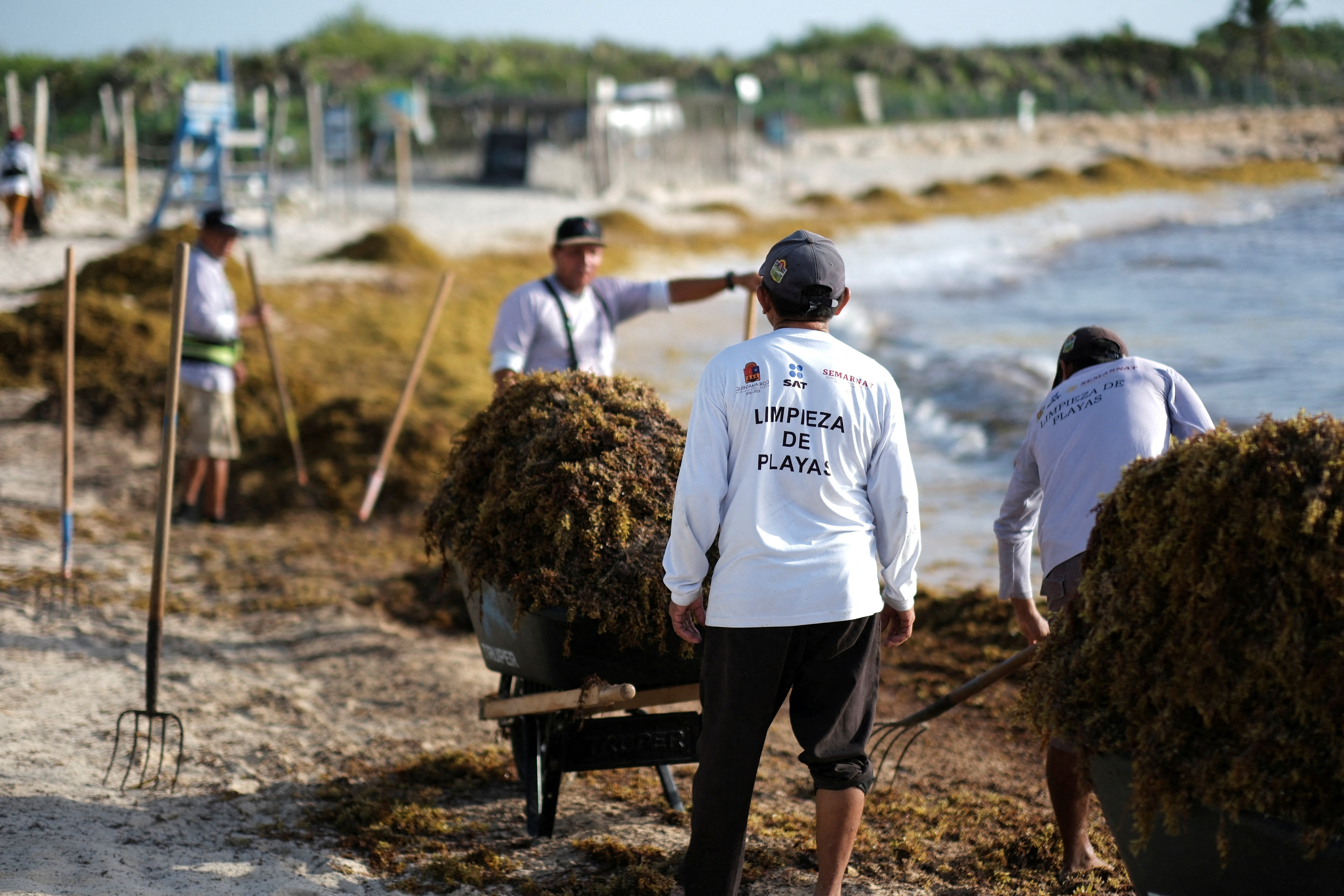 For years, scientists have searched for the causes of the Great Atlantic Sargassum Belt