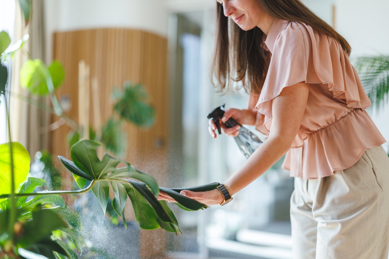 From hydrogen peroxide to ice cubes: Four plant health myths on social media