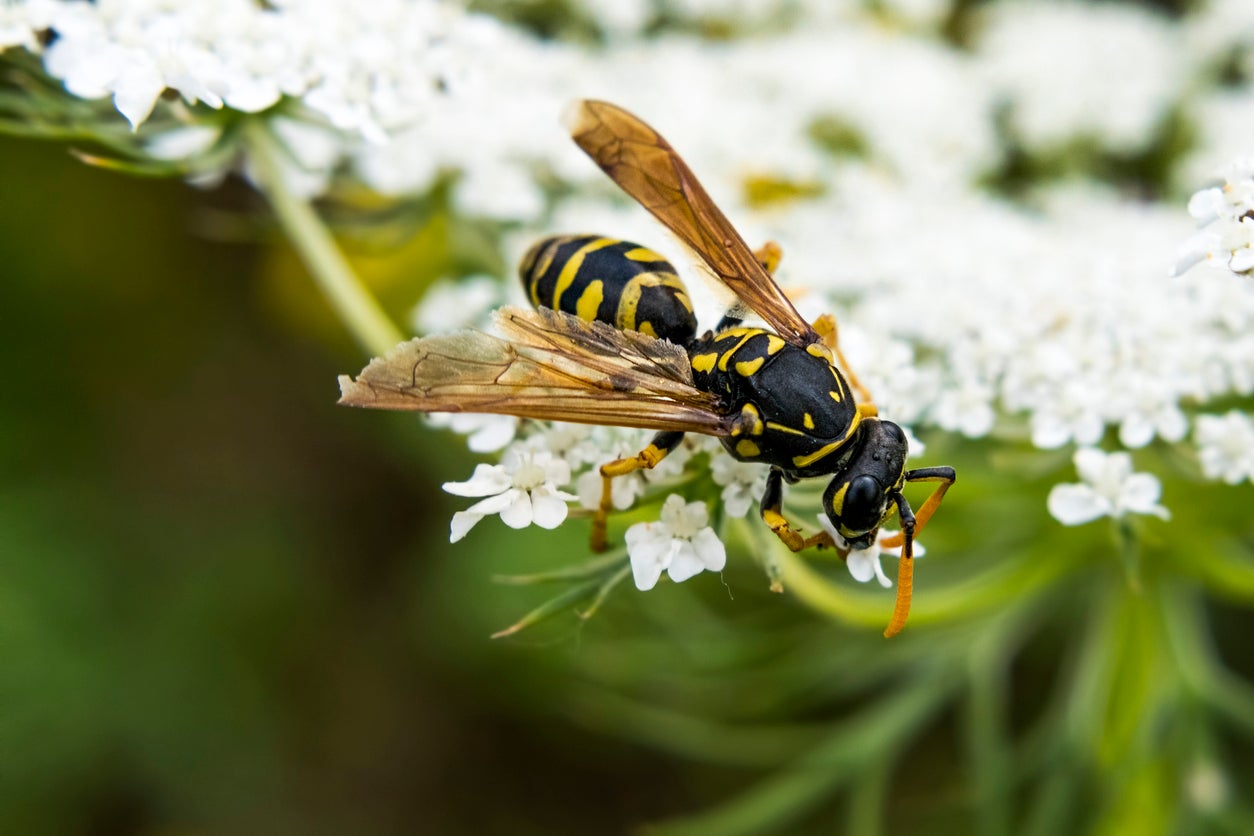 https://static.independent.co.uk/2026/07/29/15/48/iStock-698760316.jpeg?trim=0,0,0,0&width=1200&height=800&crop=1200:800