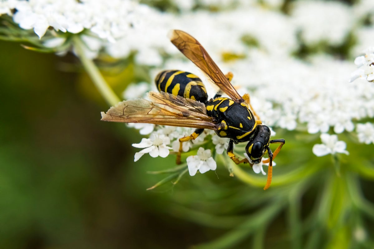 The reason for the lack of wasps this summer