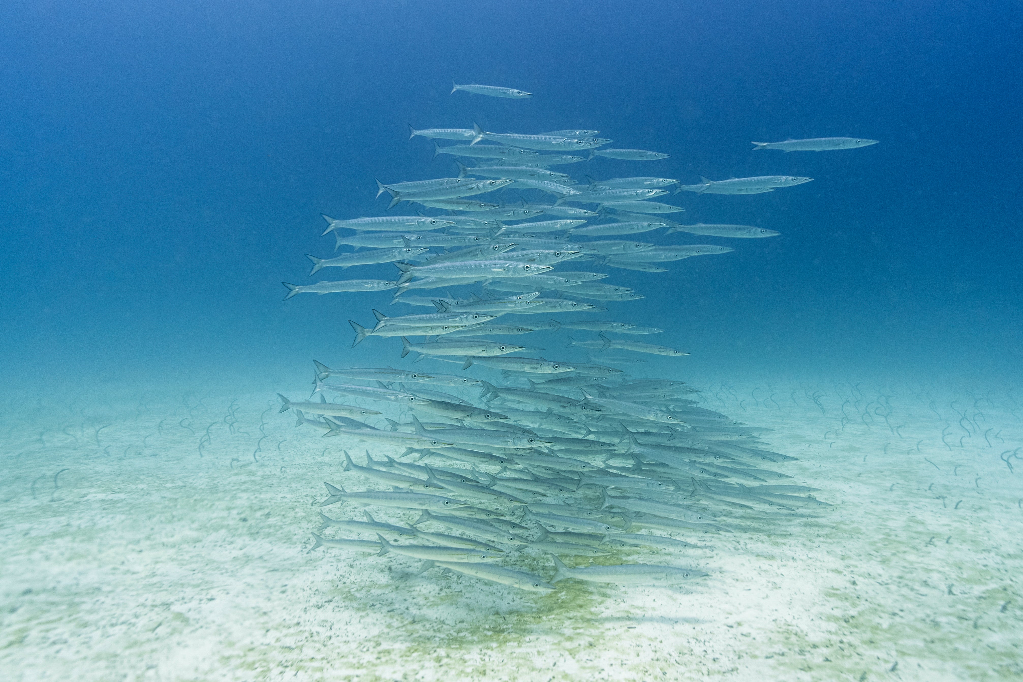 A school of barracudas. A barracuda bit the hand of 13-year-old from Texas while she was vacationing in Turks and Caicos (AFP/Getty)
