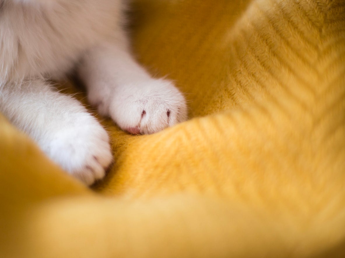 Scientists who study cat behavior call this distinctive paw action ‘kneading’ and believe it to be a sign of a relaxed cat