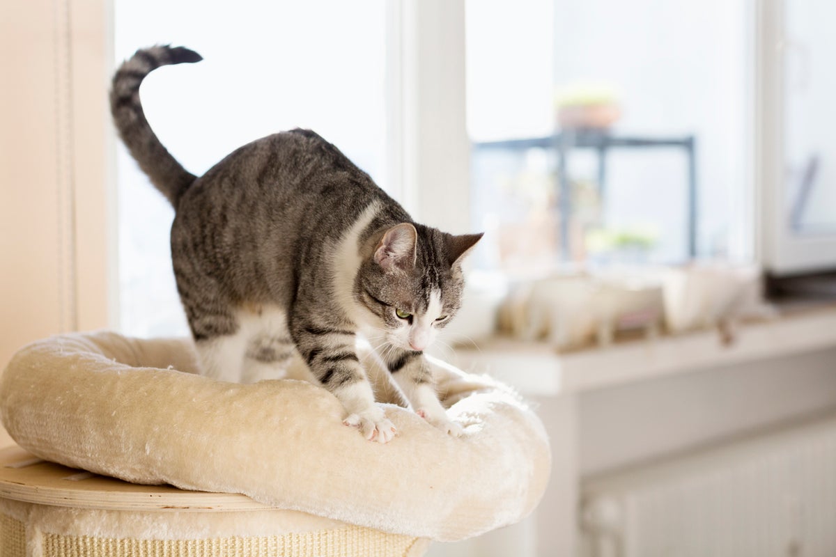 Veterinarian explains why cats knead with their paws Veterinarian explains why cats knead with their paws
