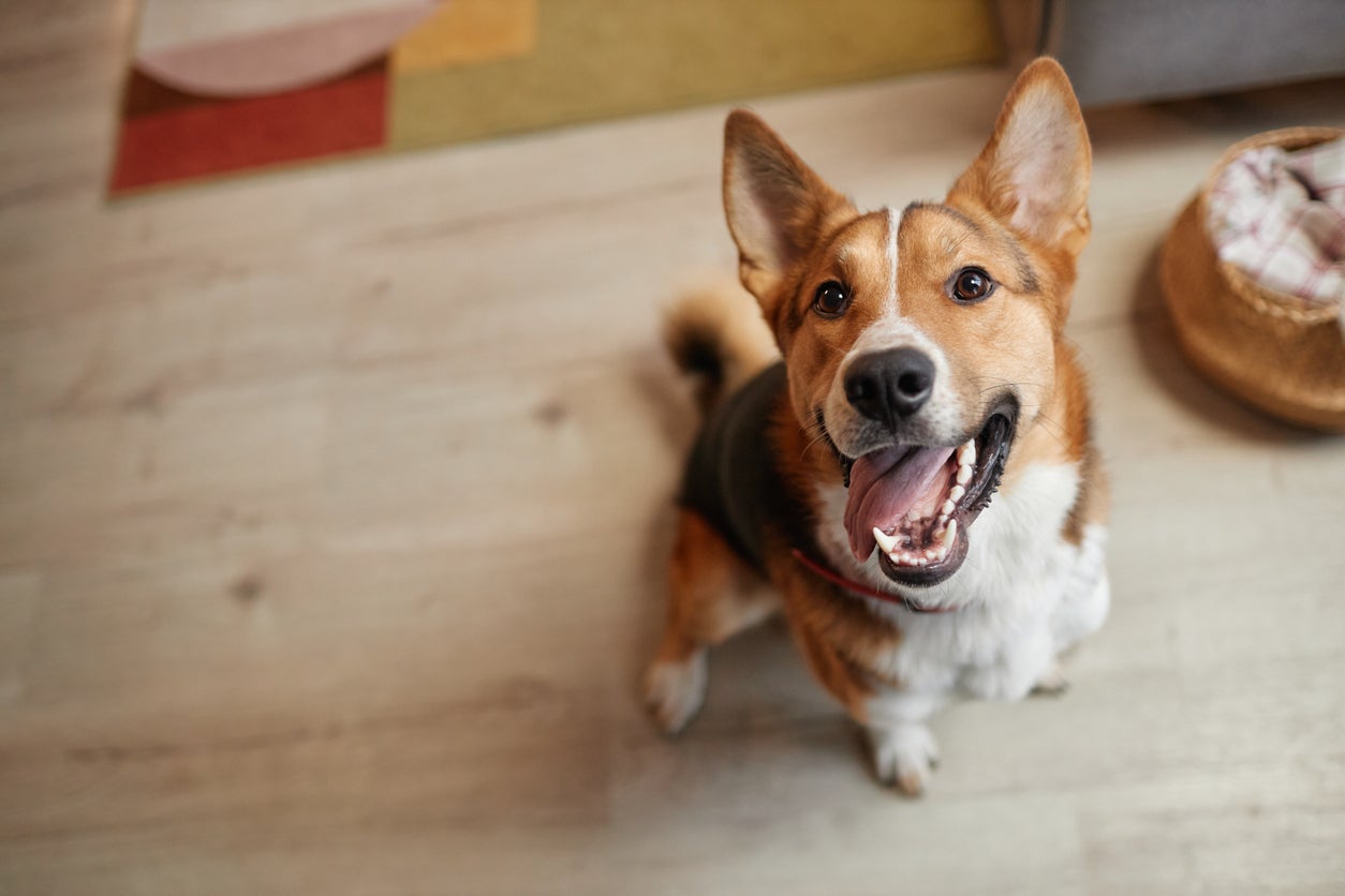 Determining a pet’s ‘real’ age is actually important