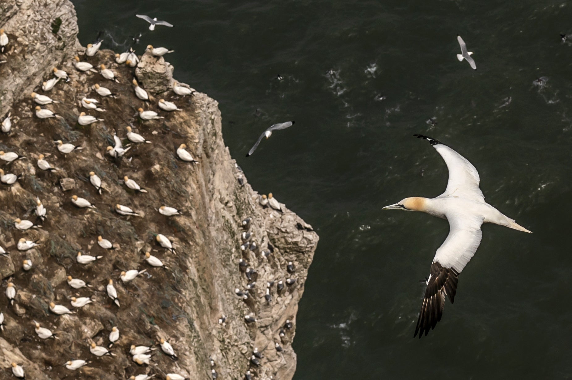 Gannets nest on cliffs above the sea (PA) (PA Archive)