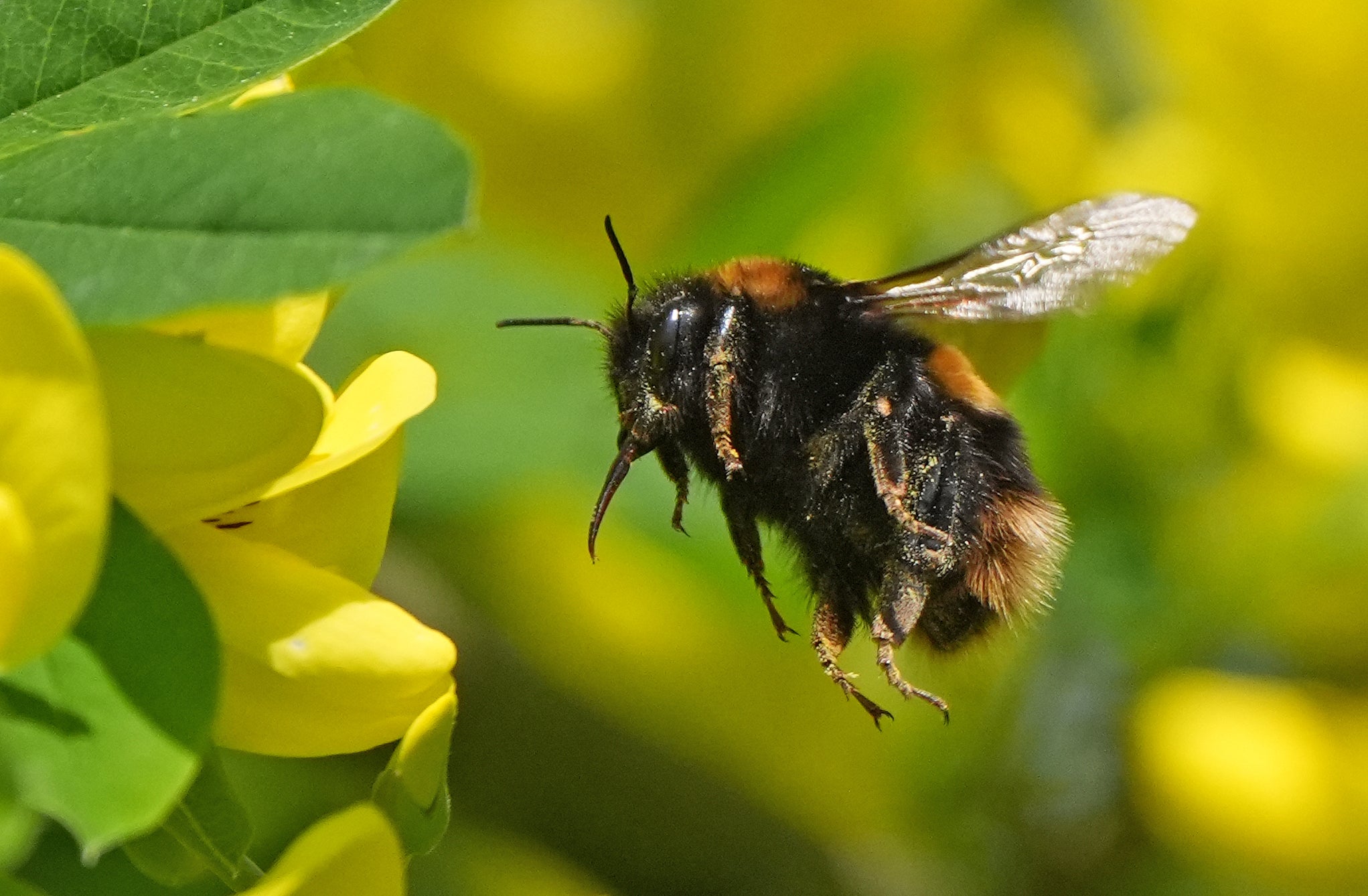 Bee and wasp venom can trigger severe allergic reactions in dogs (Niall Carson/PA) (PA Wire)