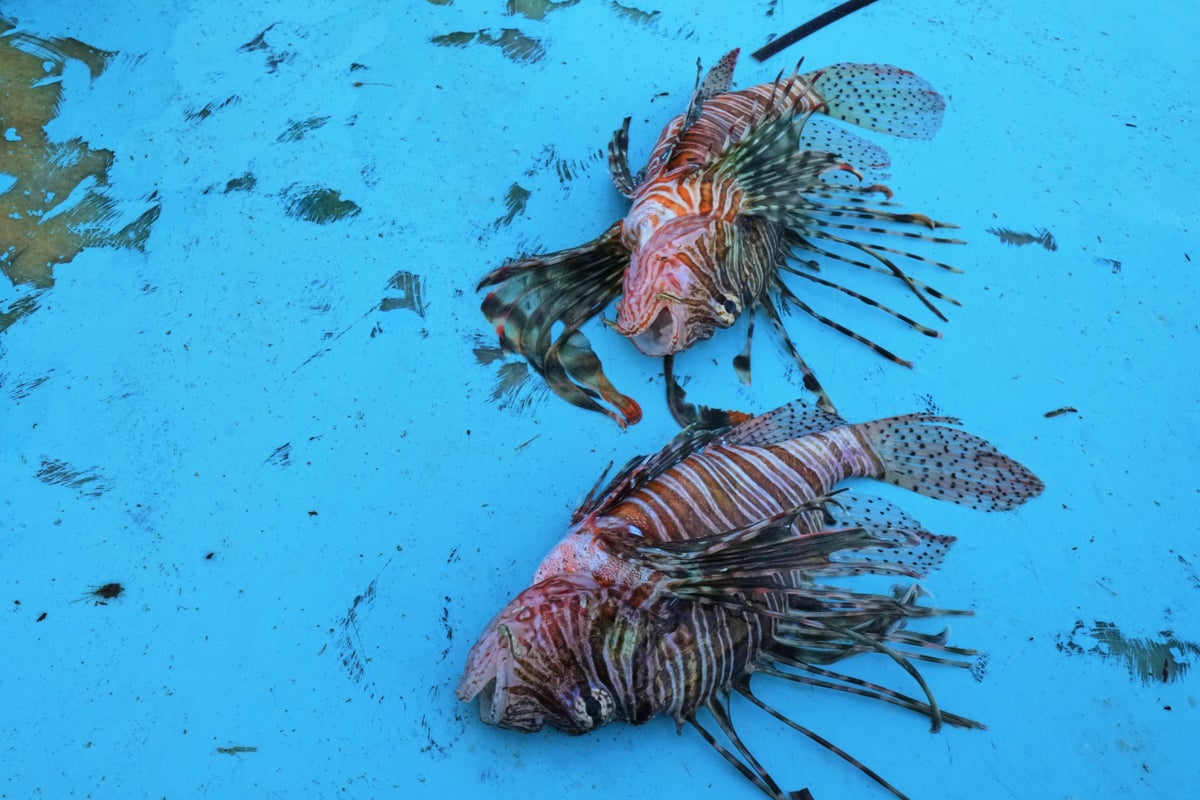 New fish are causing chaos in the Mediterranean – and they are heading north