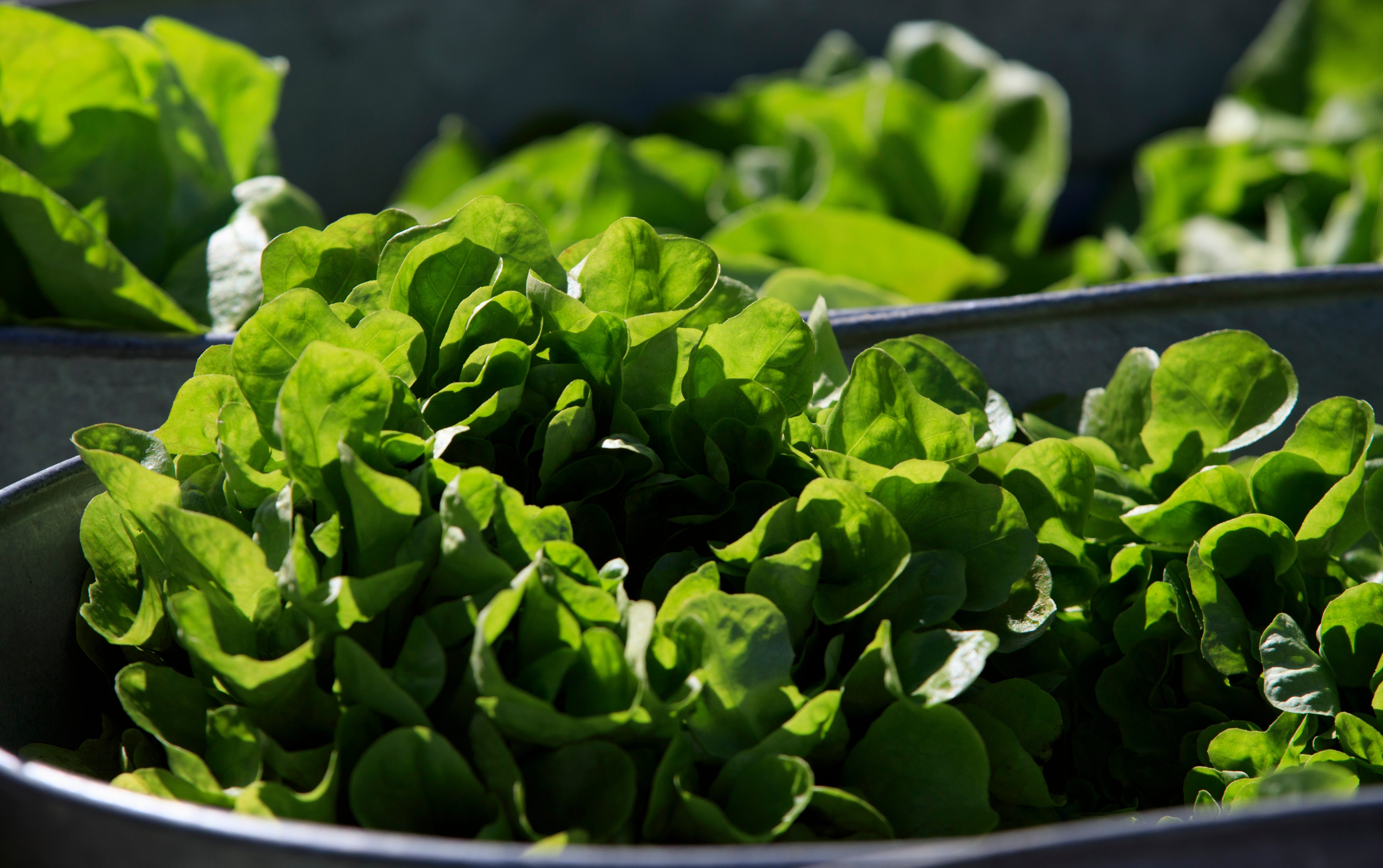 It’s been a choppy year for restaurants that lean into lettuce