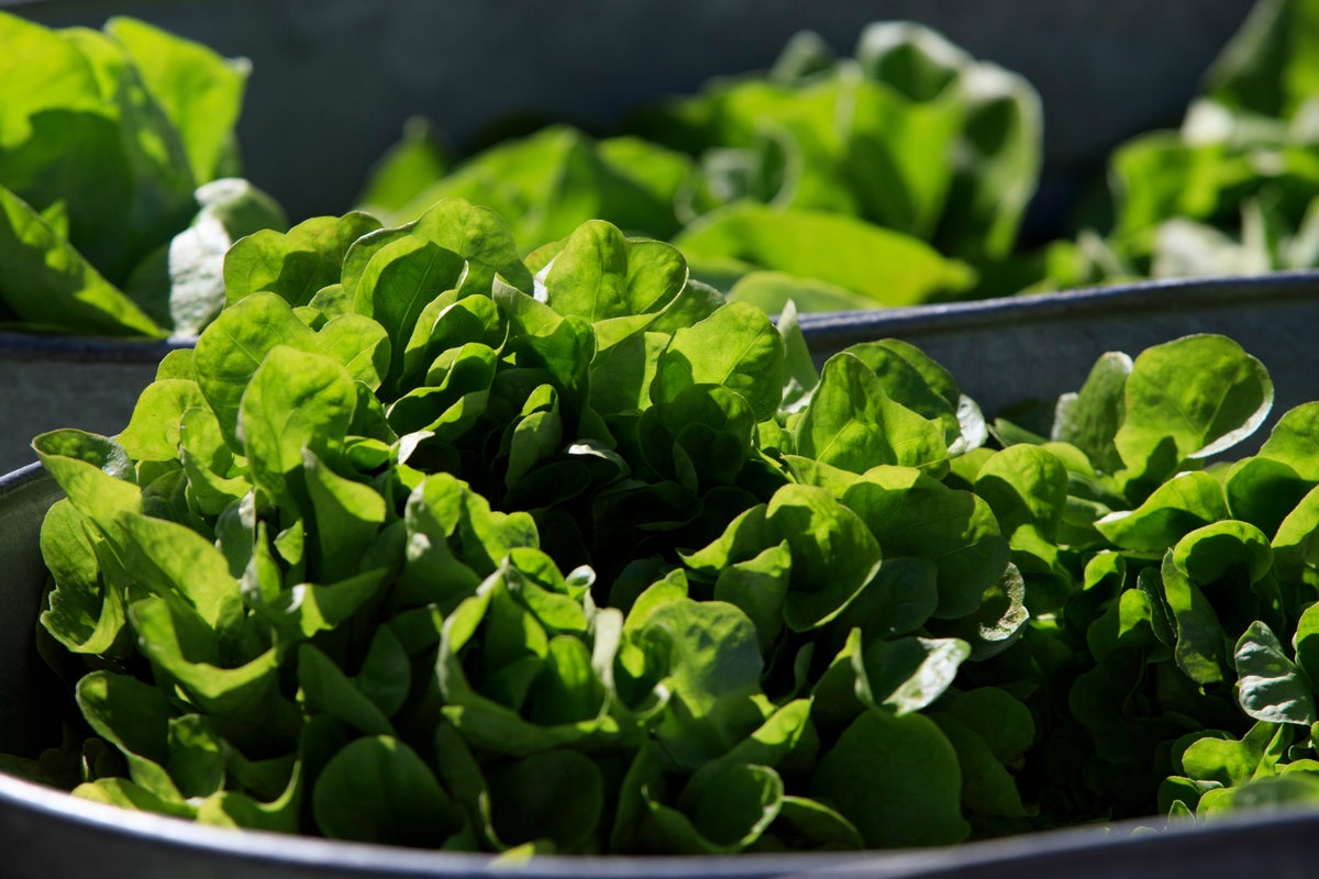 https://static.independent.co.uk/2026/07/30/06/Wilting_Lettuce_Demand._36_32.jpg?width=1200&height=800&crop=1200:800