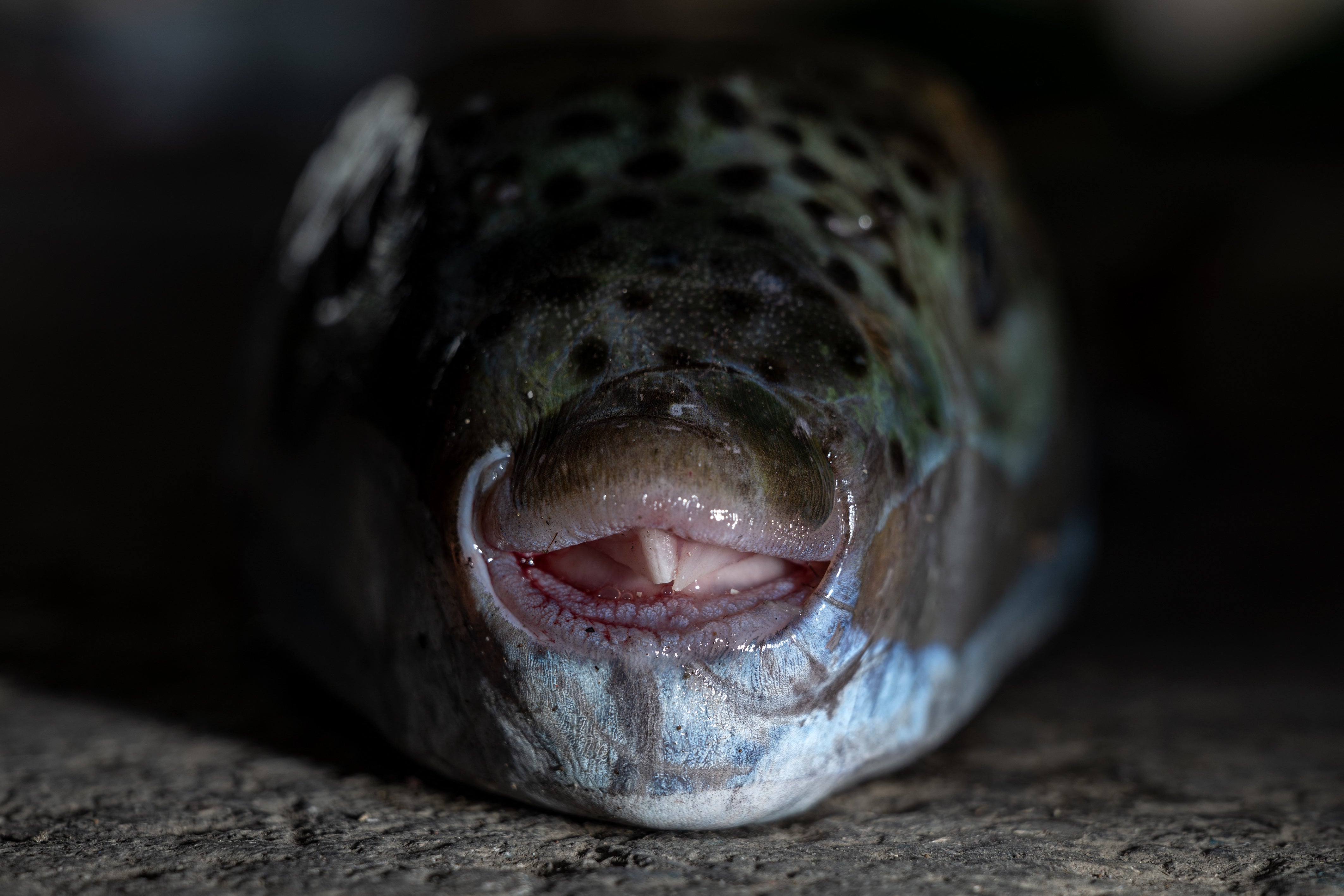 Pufferfish, a warm-water invasive species, were first spotted in Greek waters some 20 years ago and are wreaking havoc with the country's fishing industry (AFP/Getty)