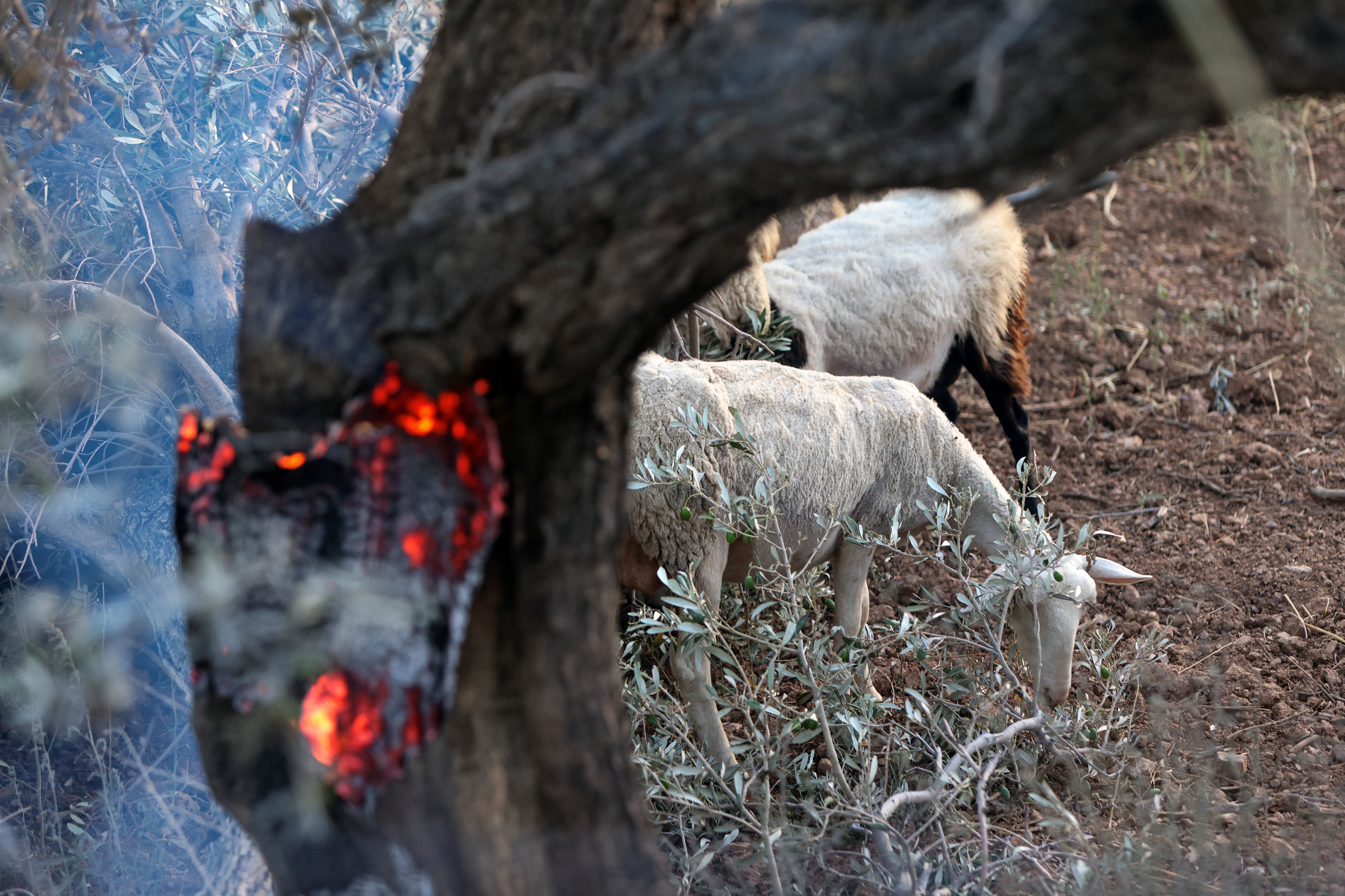 Sheep graze next to a fire in the village of Krya Vrysi