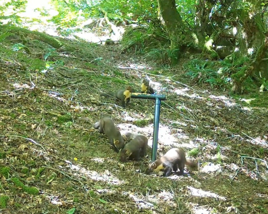 This discovery follows the release of 19 pine martens last September into secret woodland locations on Exmoor, managed by the National Trust and Exmoor National Park Authority