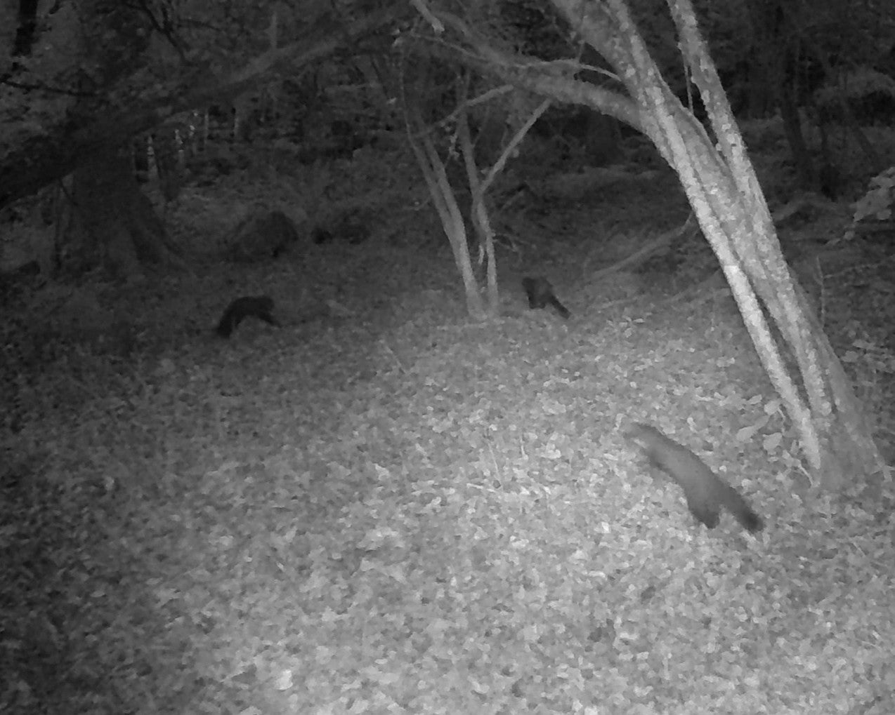 One clip from an Exmoor trail camera, part of dozens of trail cameras installed as part of the scheme, captures the moment a female and four young – known as kits – visit a spot baited with peanut butter and fish oil, a combination of smells and tastes which experts say pine martens love (PA)