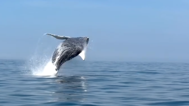 https://static.independent.co.uk/2026/07/30/14/28/Spectacular-moment-hump-back-whale-leaps-out-of-water-off-New-York-coast.png?trim=0,30,0,30&width=1200&height=800&crop=1200:800