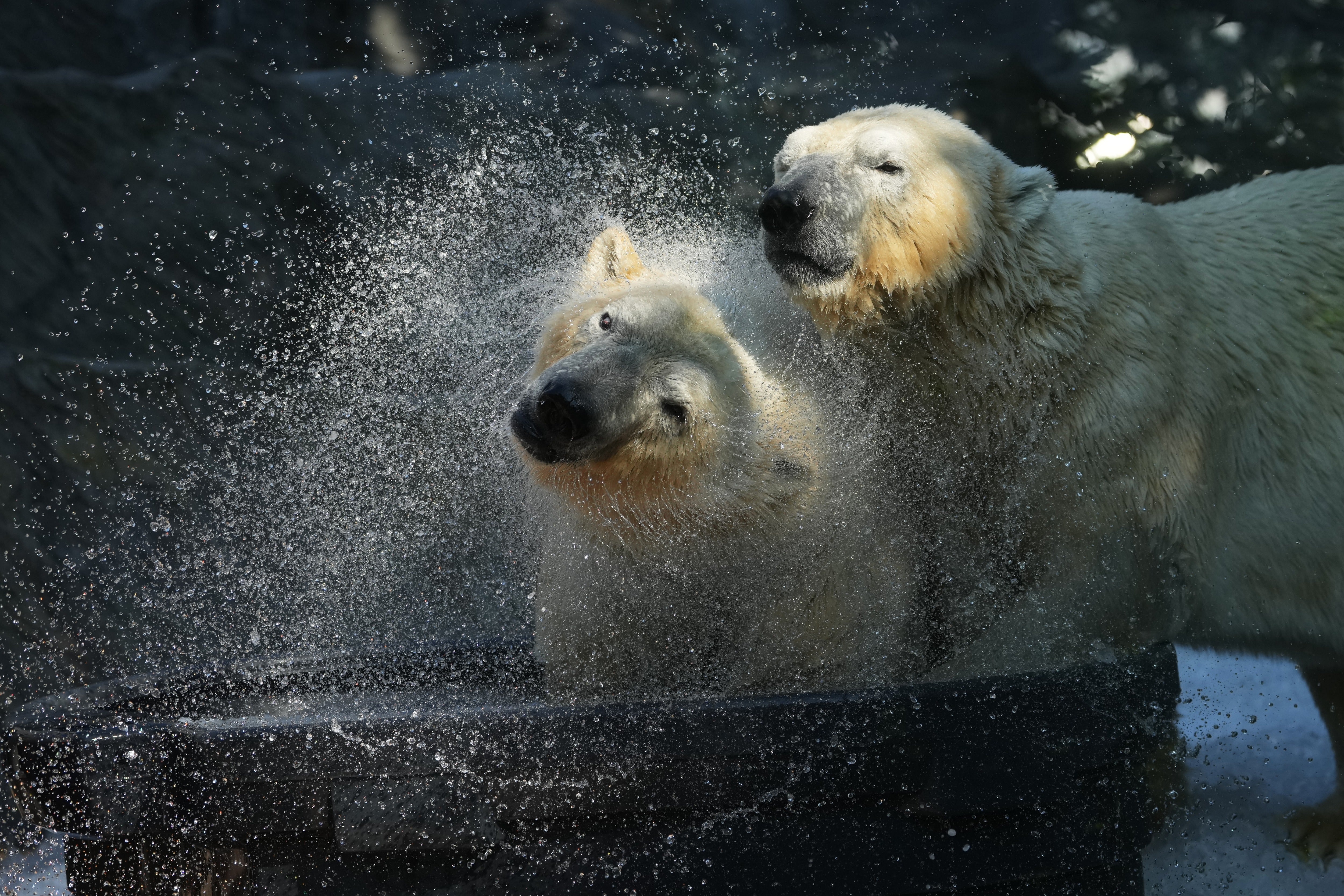 Other animals that have benefited from the provision of ice to keep cool in previous years include otters, elephants and parrots