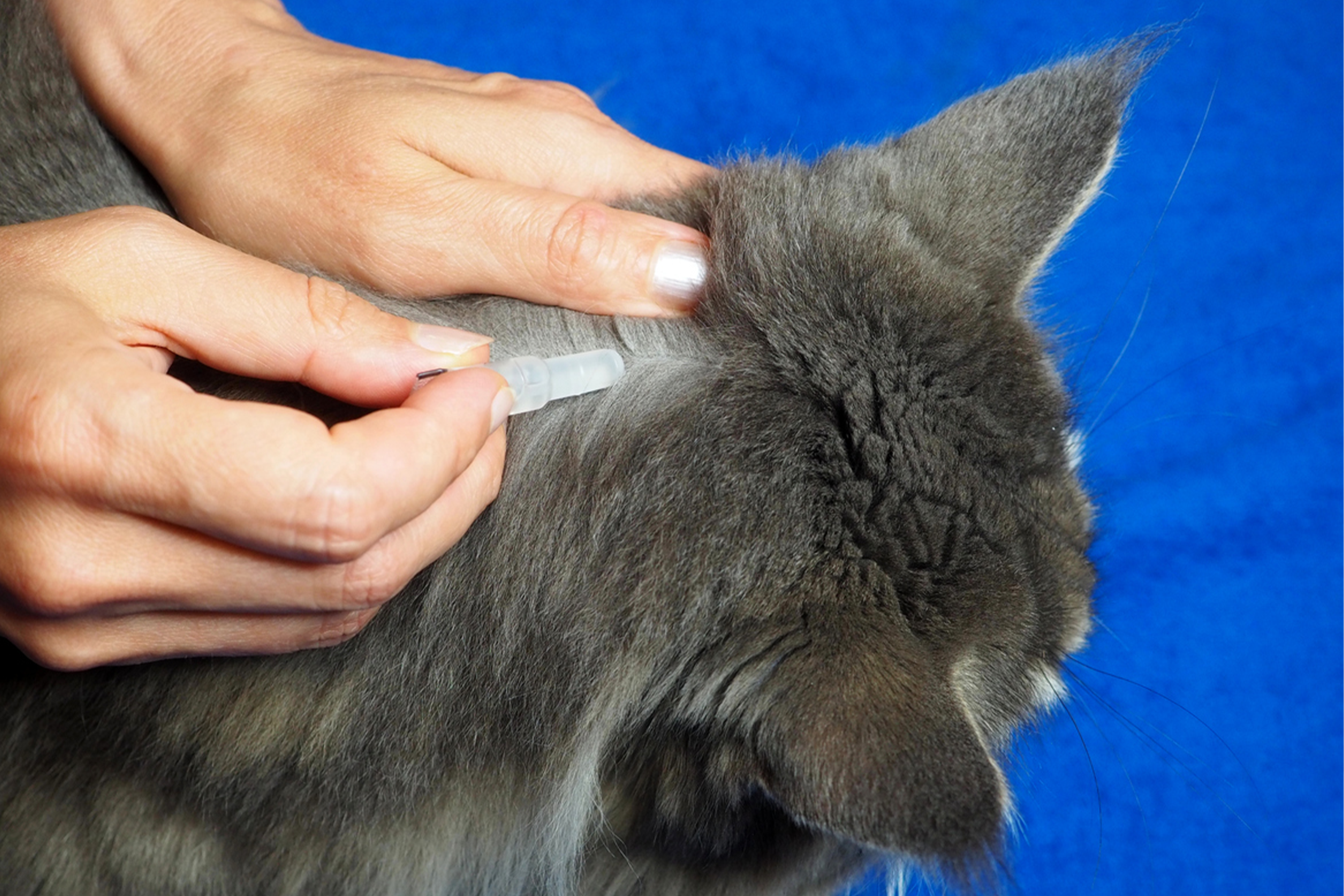 Pet flea treatments face calls for urgent ban over devastating risks to the environment