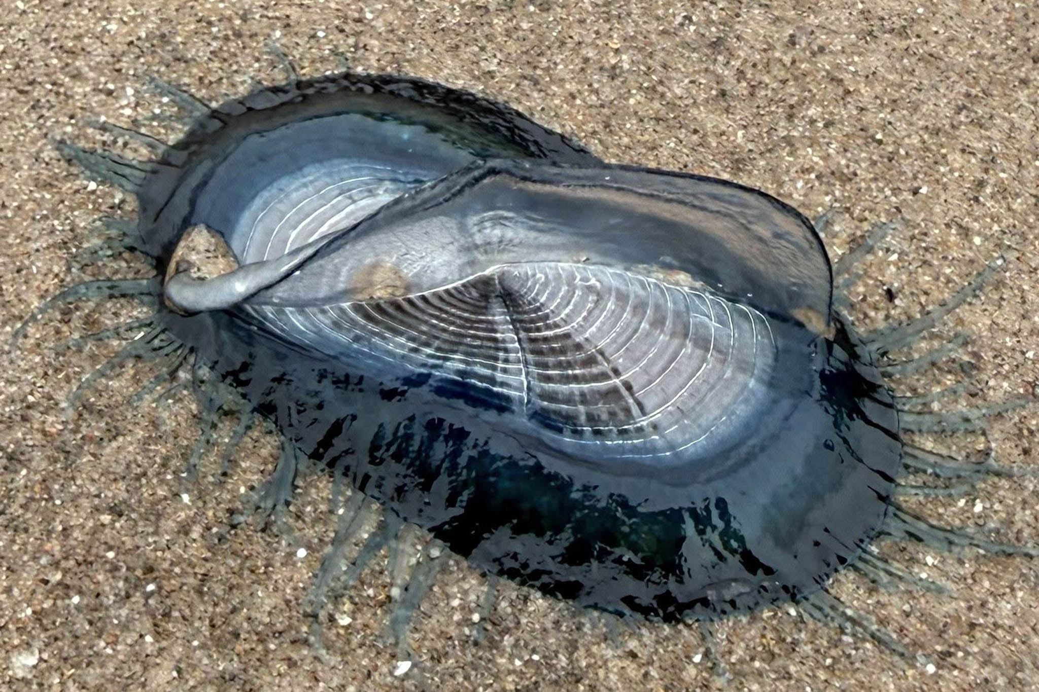 Each by-the-wind sailor is a colony of polyps with different functions
