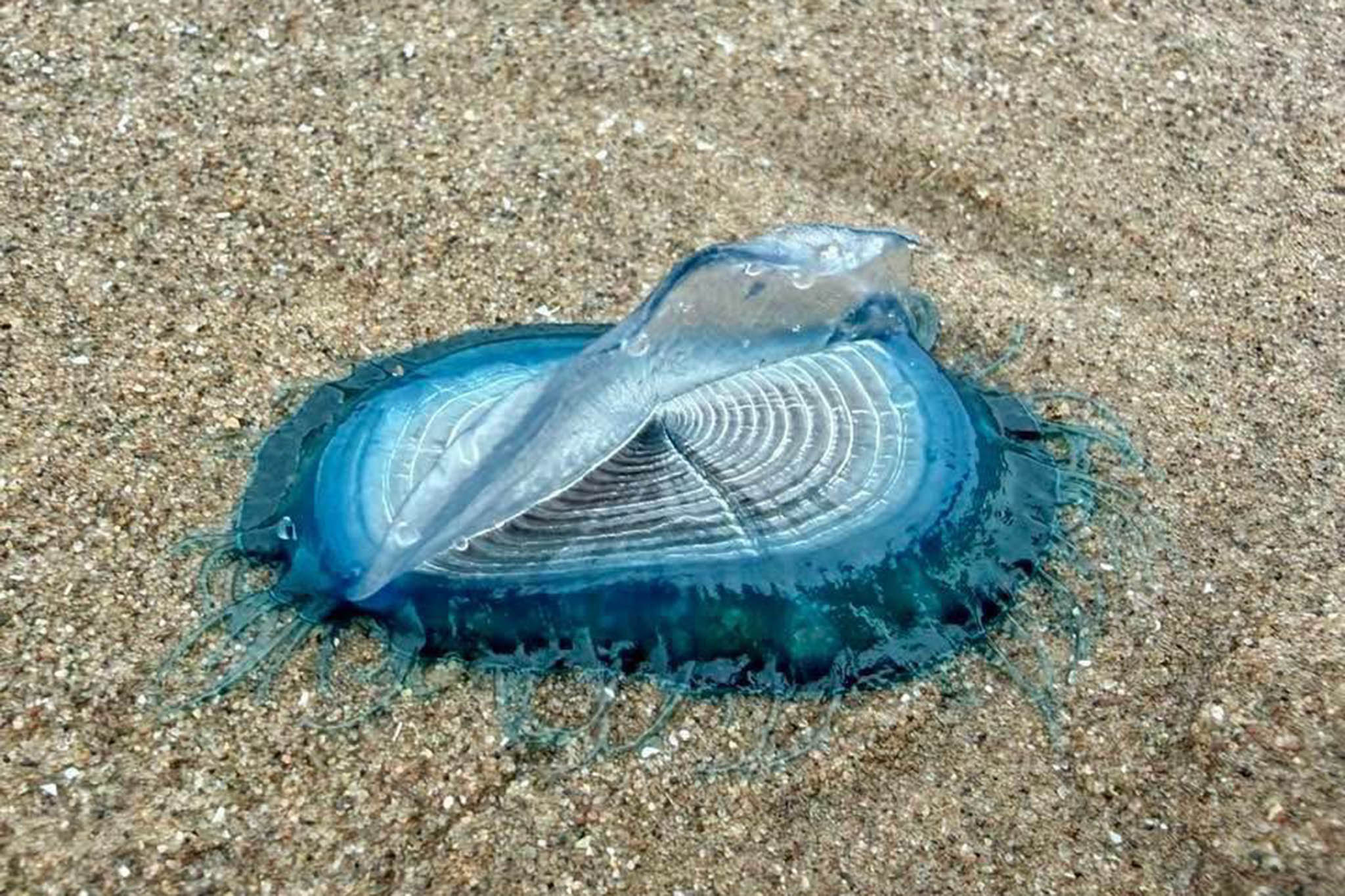 Mysterious blue sea creatures linked to venomous jellyfish wash up on UK beach