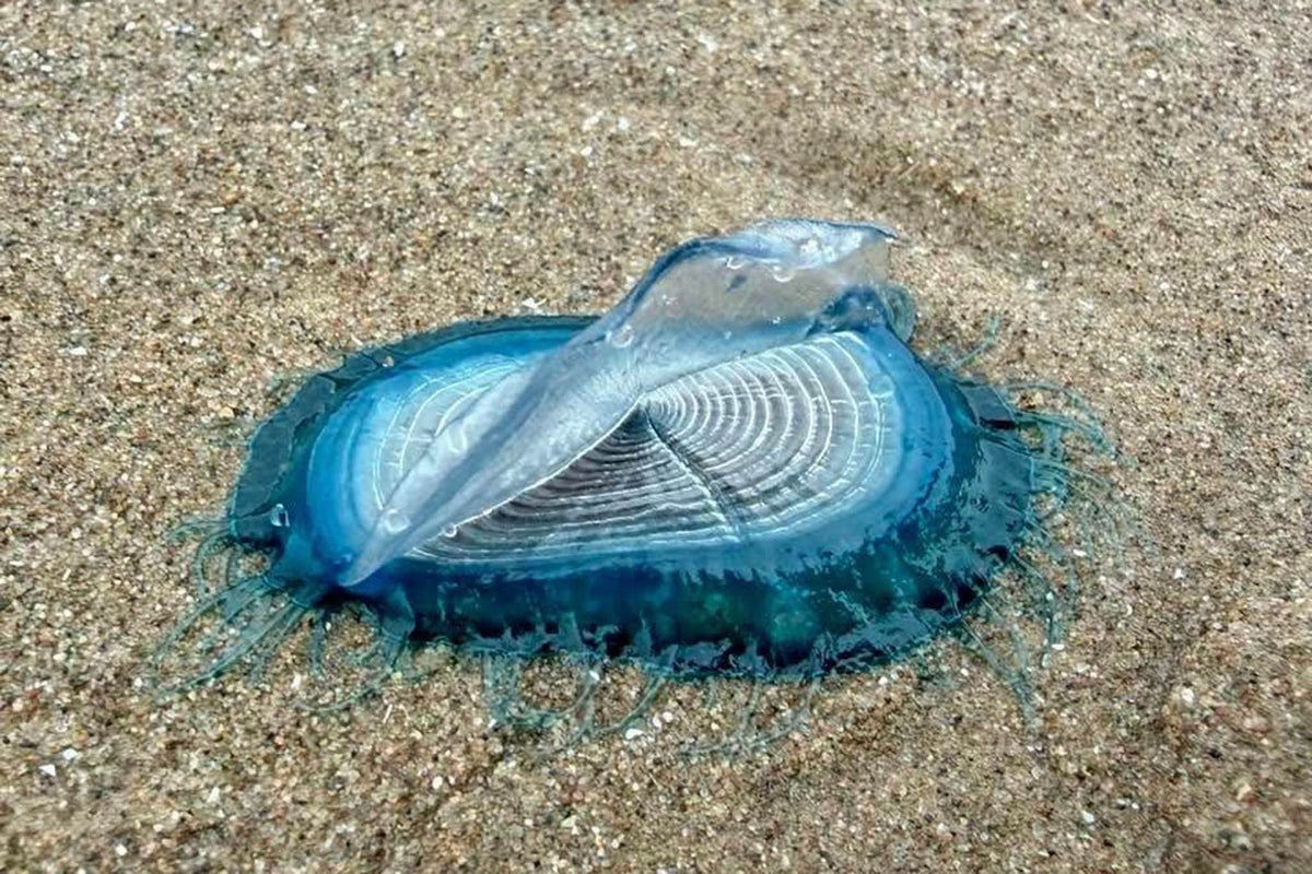 Mysterious blue sea creatures linked to venomous jellyfish wash up on UK beach Mysterious blue sea creatures linked to venomous jellyfish wash up on UK beach