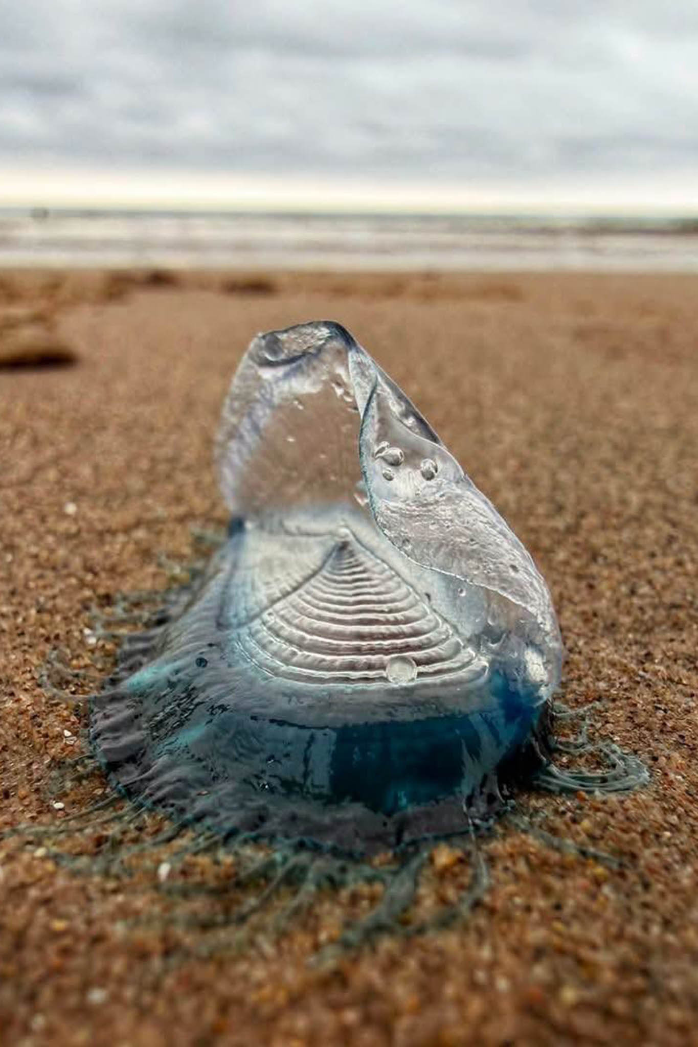By-the-wind sailors may wash ashore in their hundreds or even thousands after stormy winter weather