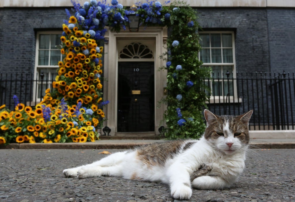 Expert explains how your cat adapts to change &mdash; and signs of stress to look out for 