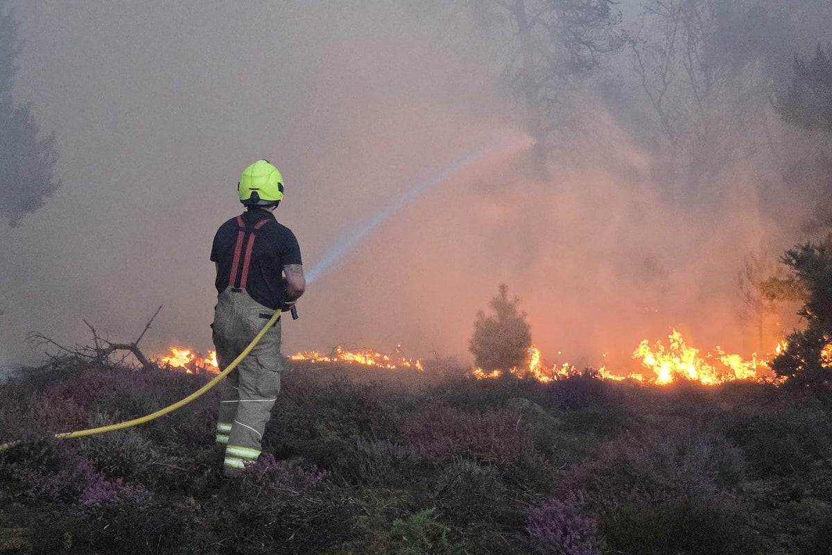 Dead trees and vanishing birds: How extreme heat will change the British landscape
