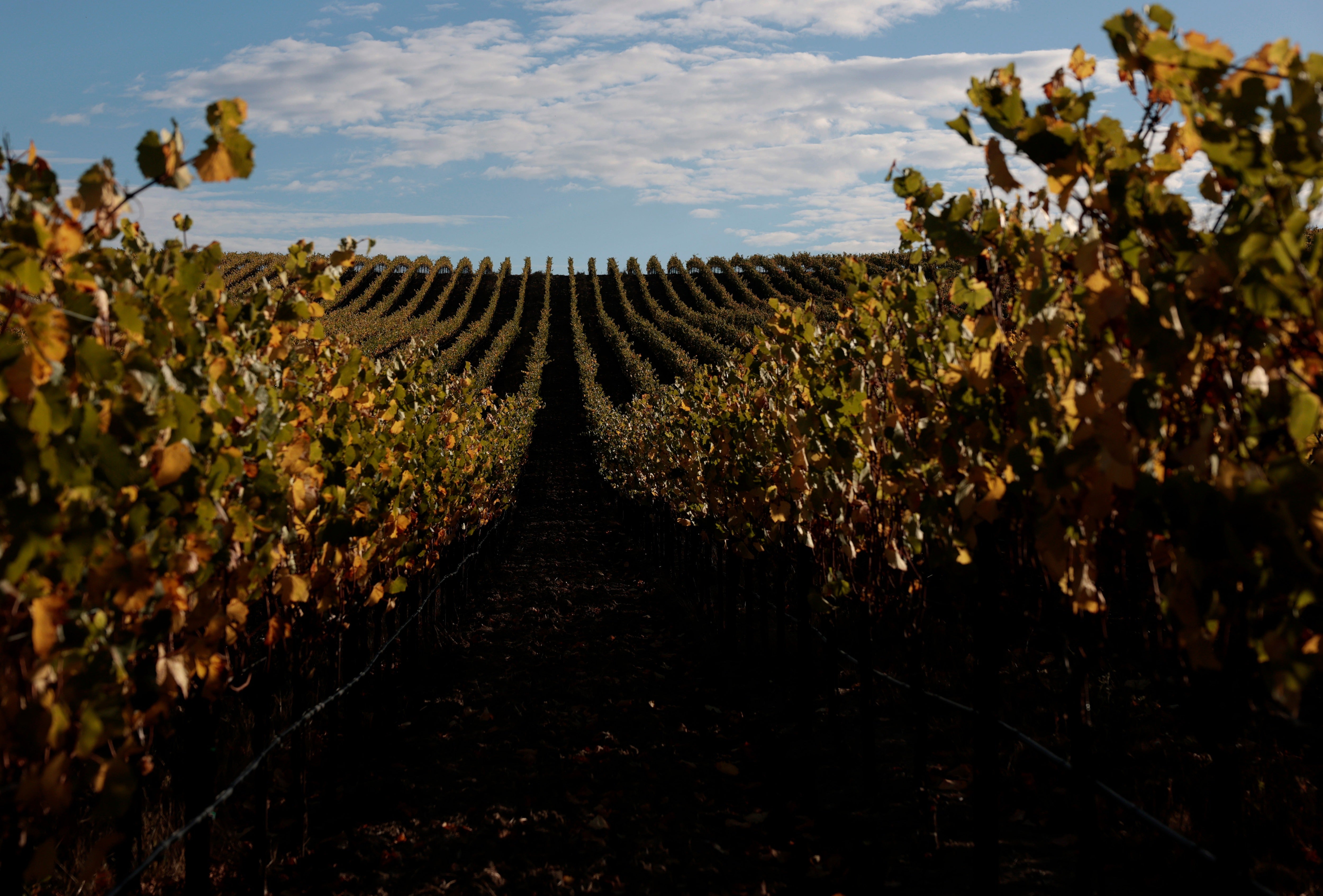 In California, vineyards are being burned on purpose because it’s often cheaper to discard the grapes than harvest them with a surplus of unsold bottles, according to a new report