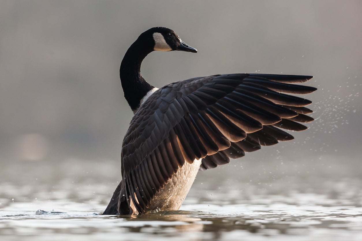 How Canada geese and their poop became an urban wildlife management challenge