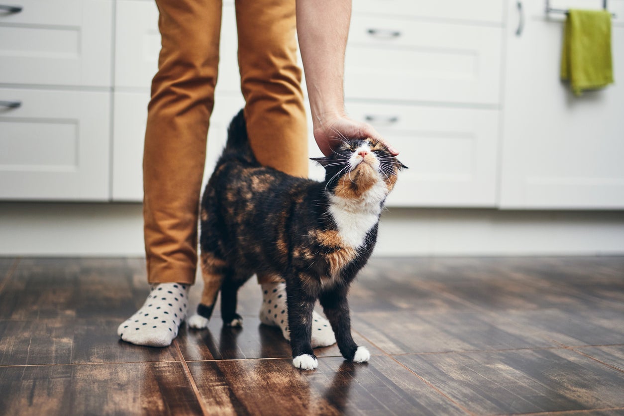 Four science-backed signs your cat actually loves you