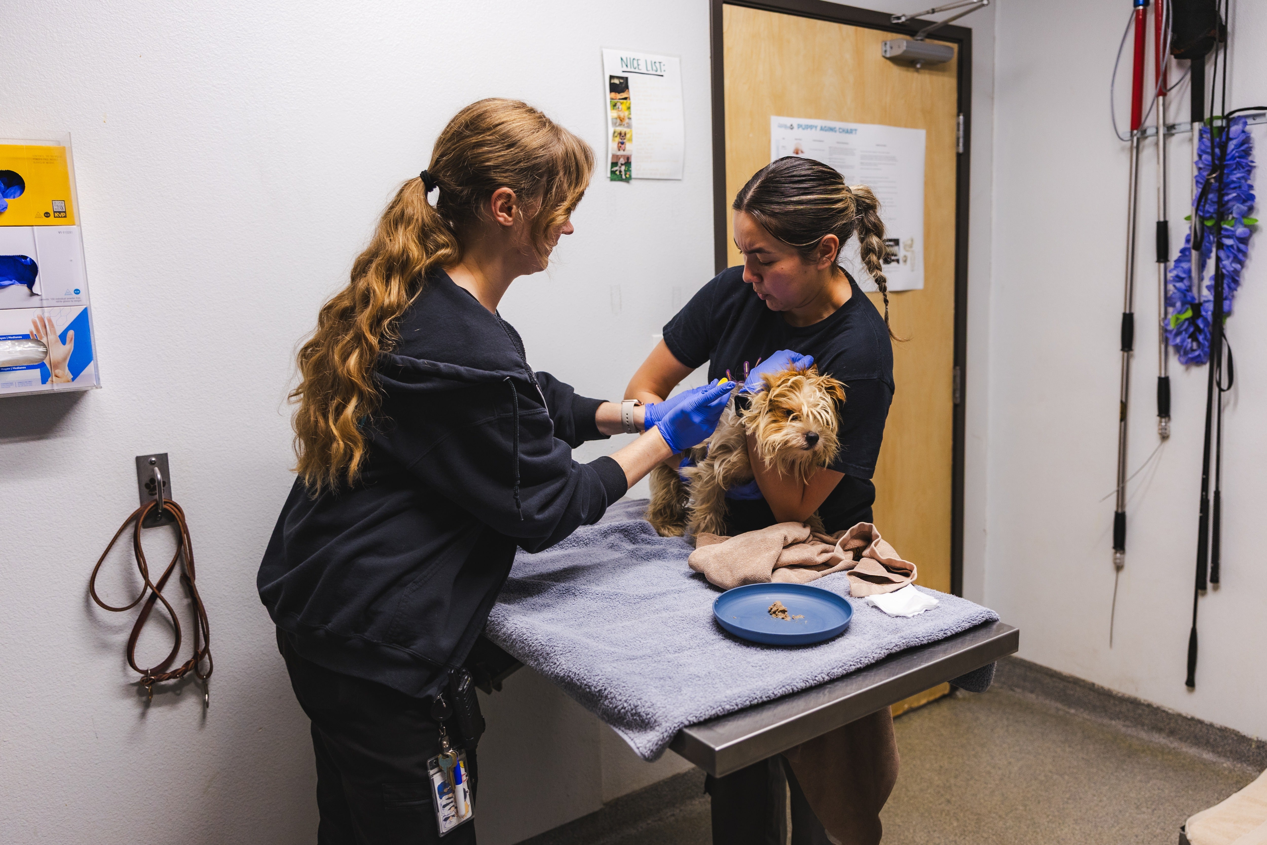 July is on track to be the 11th consecutive month to set a record for average adult dogs in care.