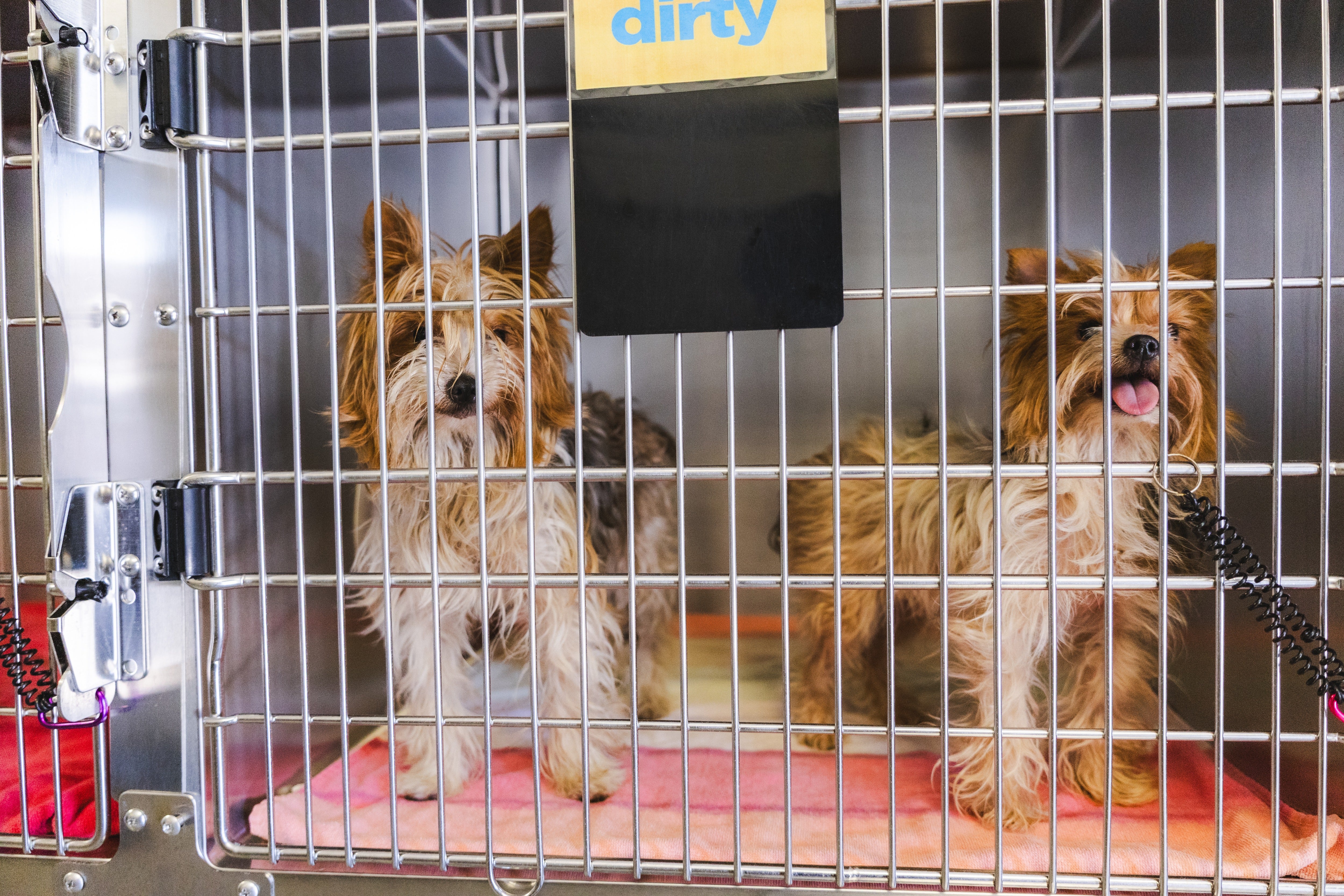 SDHS' Humane Law Enforcement team is in the process of assisting two overwhelmed dog owners, one with around 25 Yorkies and another with the same number of huskies