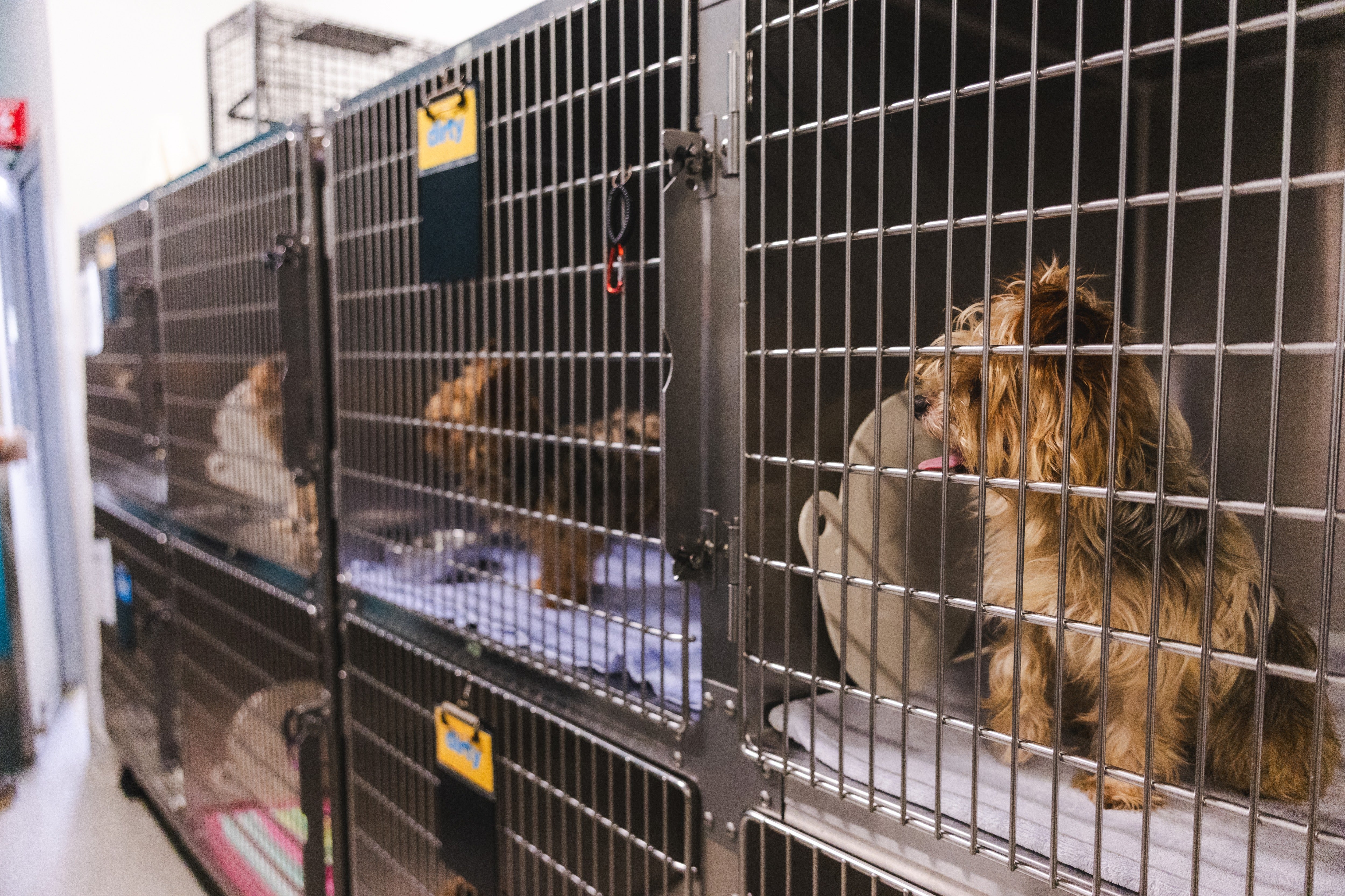 The organization currently has 1,950 animals in its care