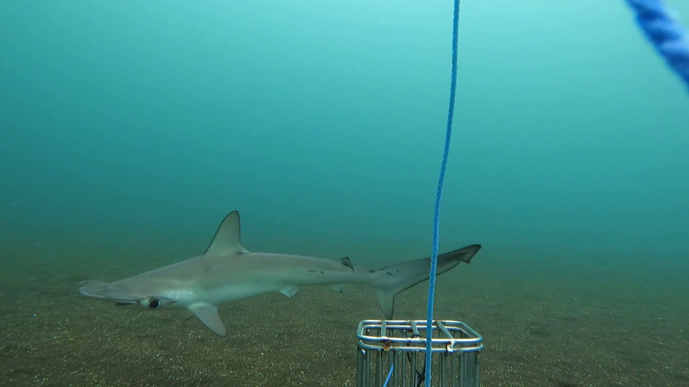 Rare shark species spotted for first time in 20 years near Galapagos Islands
