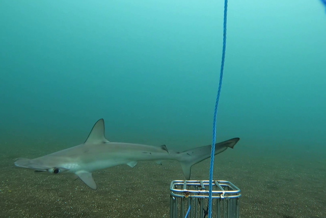 Los científicos estudian la ecología y las necesidades de conservación del tiburón martillo liso.