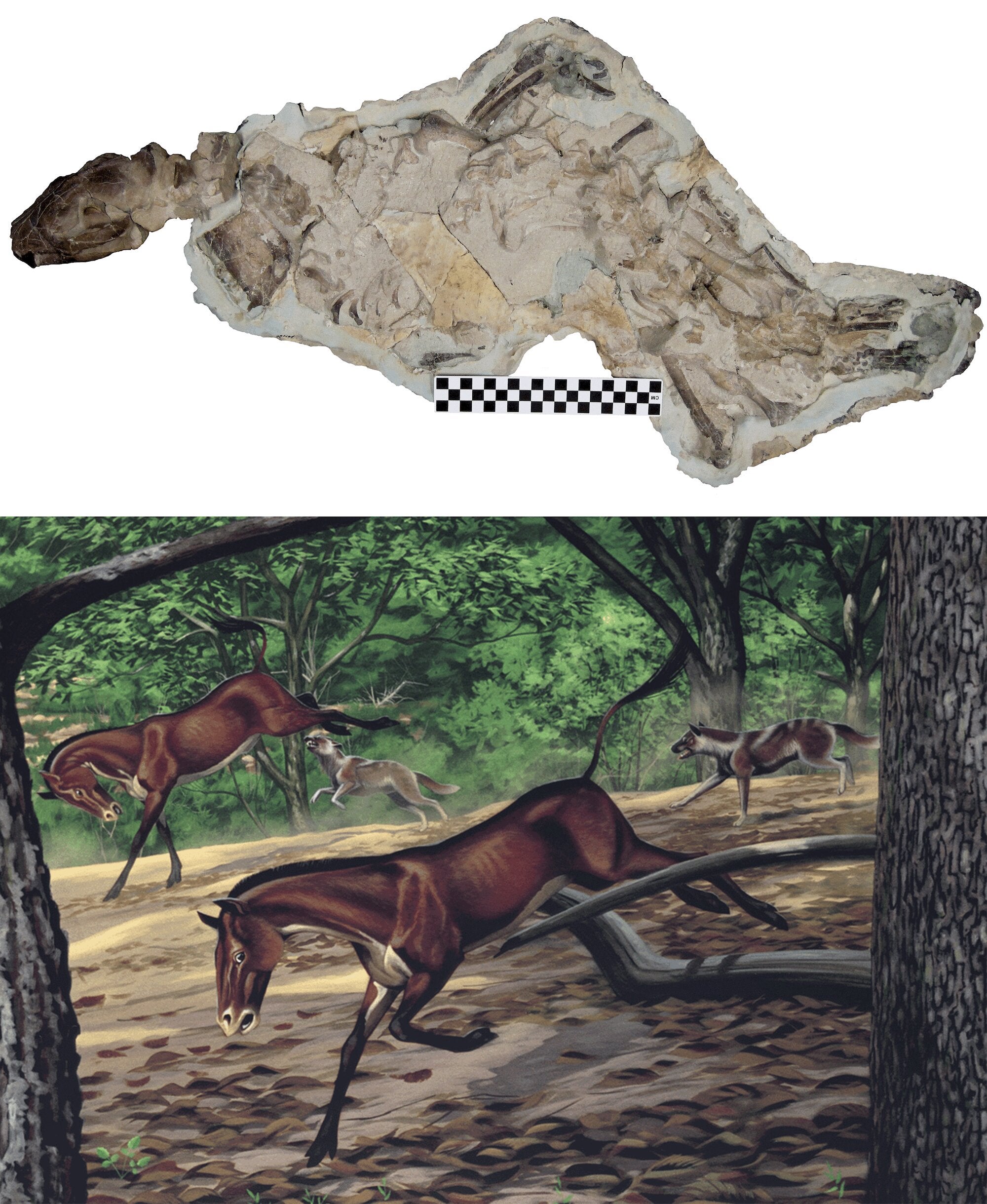 Illustration of prehistoric canid Mesocyon chasing prey