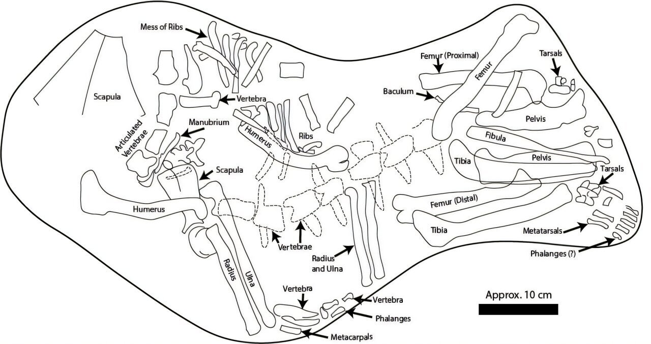 One of the most complete Mesocyon coryphaeus specimens yet discovered was found with everything but its tail and parts of its hands and feet