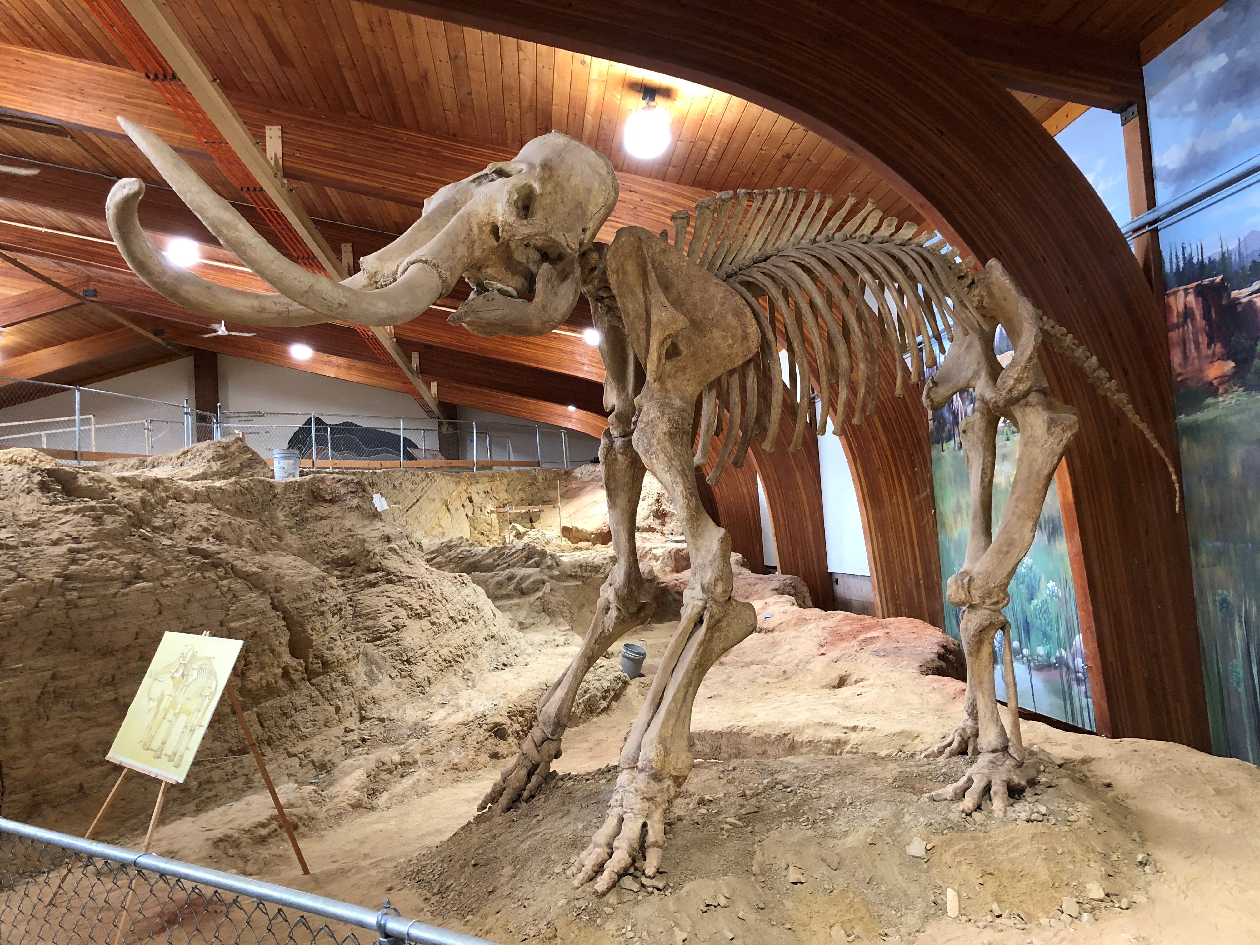 The skeleton of a mammoth, one of the large mammals that roamed North America during the last Ice Age, is displayed at the Mammoth Site where numerous mammoth fossils have been excavated in Hot Springs, South Dakota