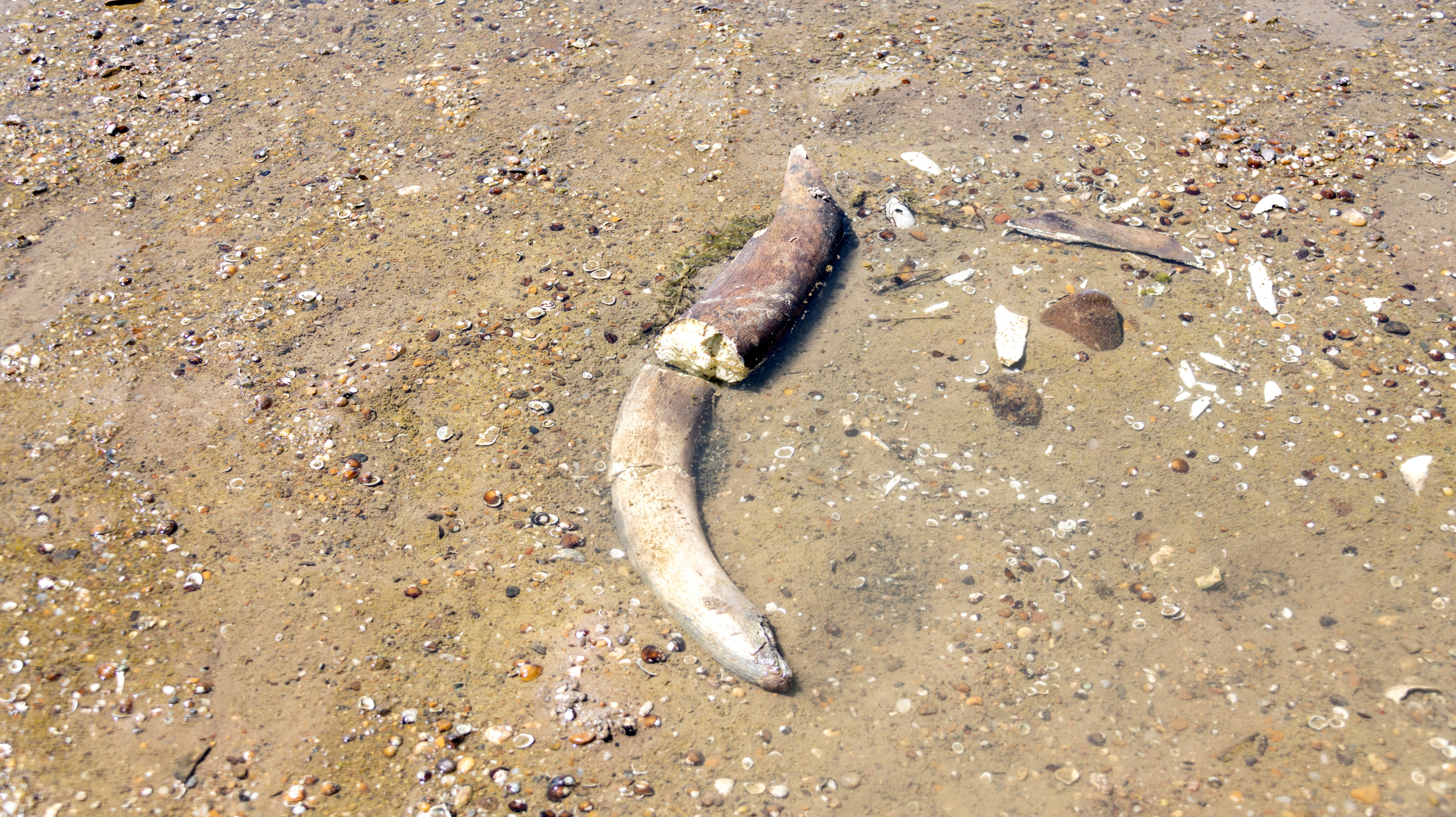 The remains of what historians believe is an ancient mammoth, which emerged after the Danube River's water level receded to a record low, lie on the riverbed near the village of Ryahovo, Slivo pole municipality, Bulgaria, in this handout image released on July 29, 2026