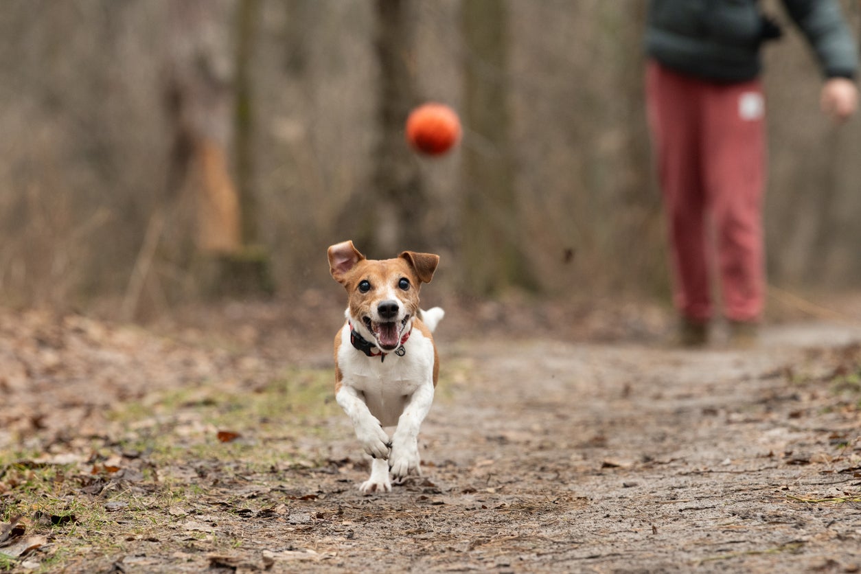 Keeping active helps both you and your pet stay healthy, and is linked to healthy ageing