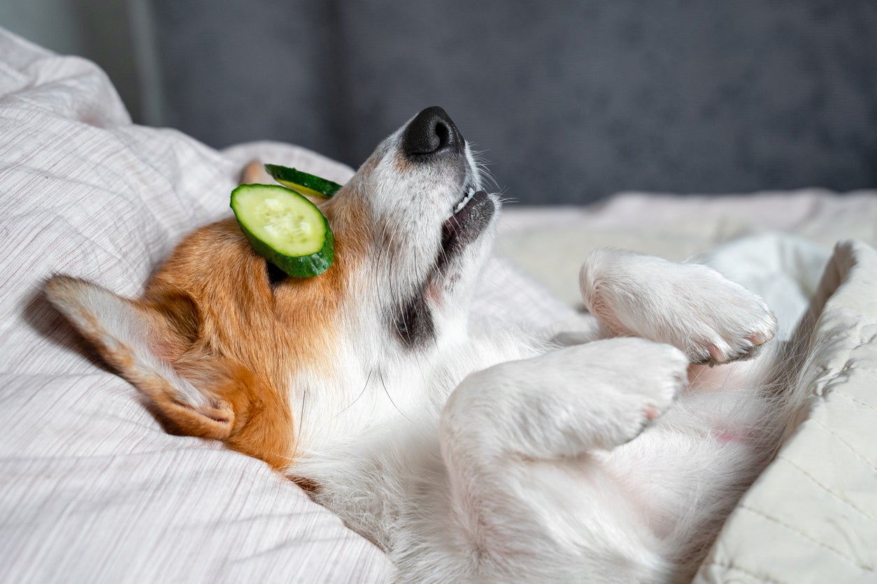 &lsquo;Poochmaxxing&rsquo;: A new approach to keeping dogs healthy and happy