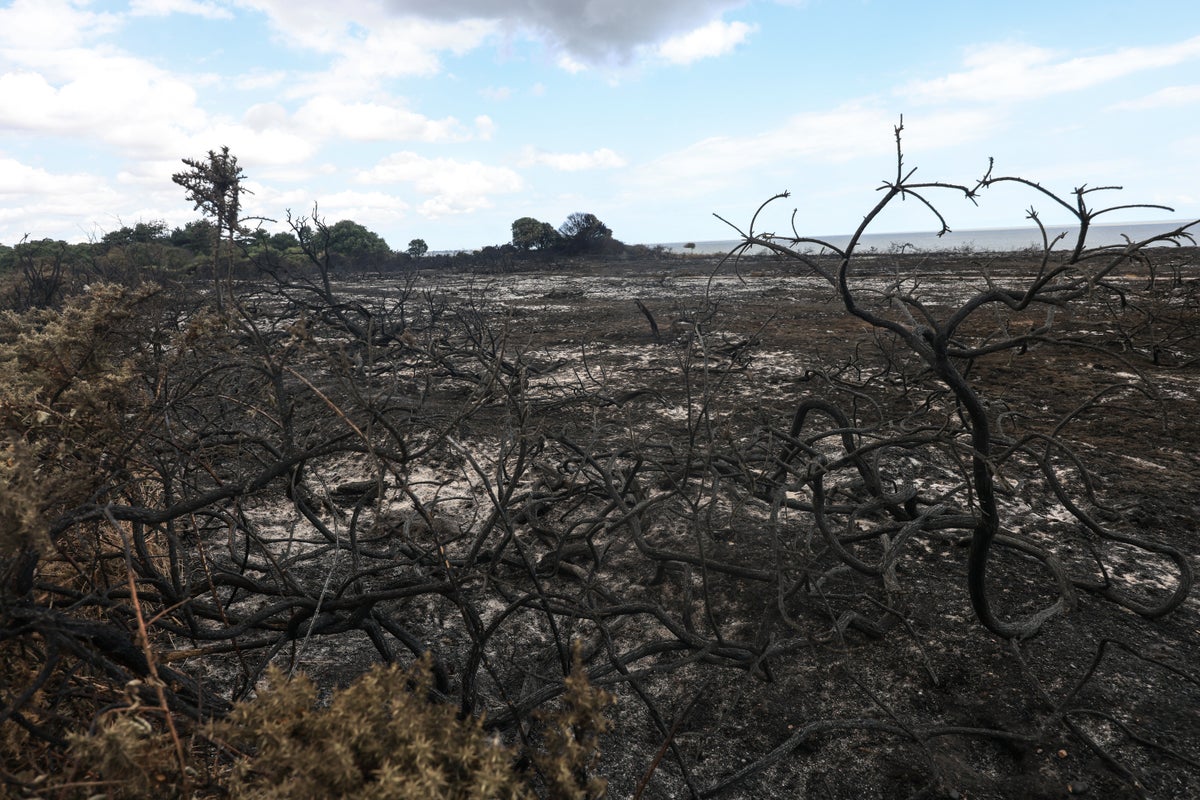 Reform council condemned for scrapping green pledges in wildfire-ravaged Suffolk