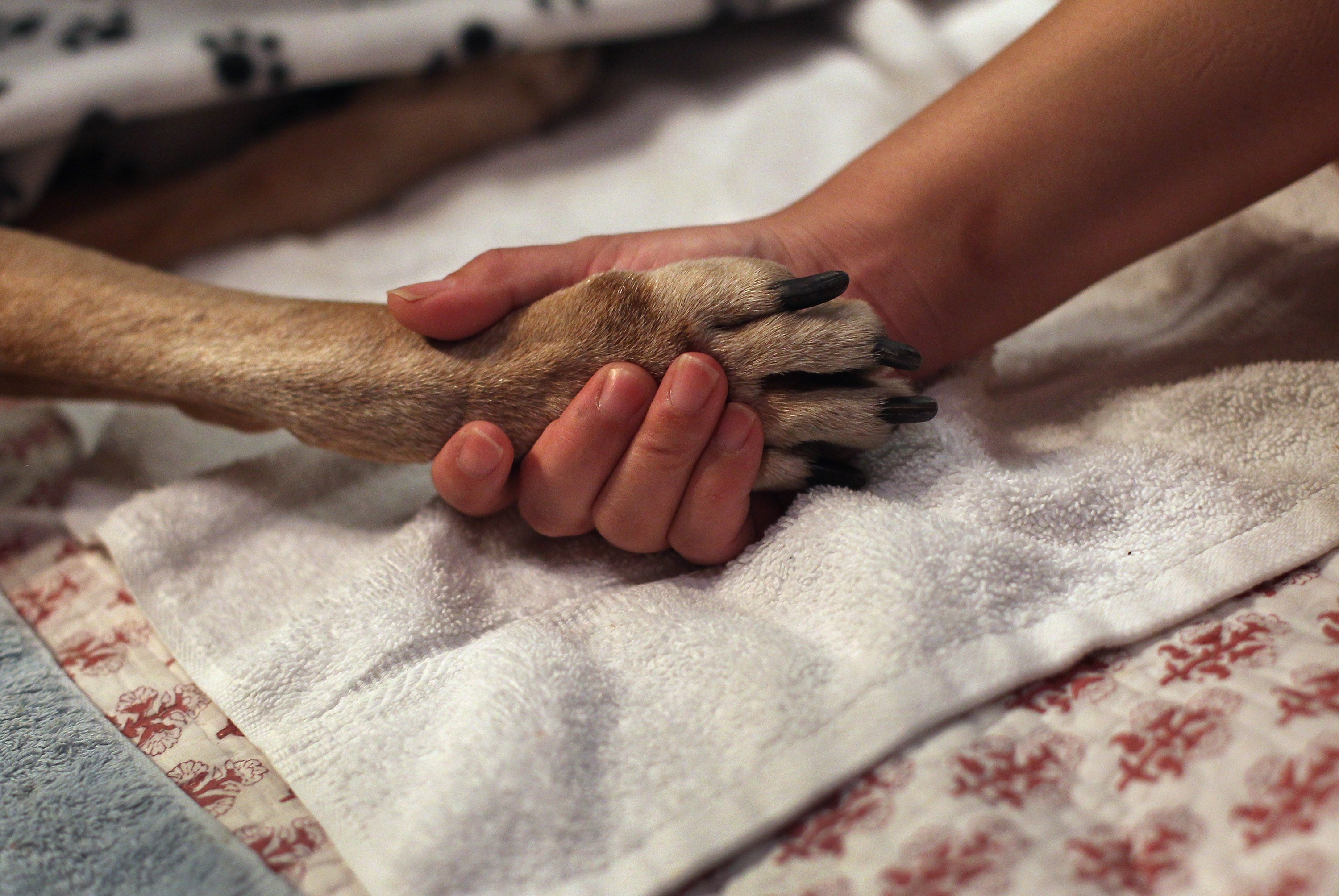 New Jersey animal health technology firm Zoetis Inc. is facing allegations of fraud and deceptive business practices following the death of an 11-year-old dog that was misdiagnosed by an artificial intelligence diagnostic tool, according to a recent lawsuit