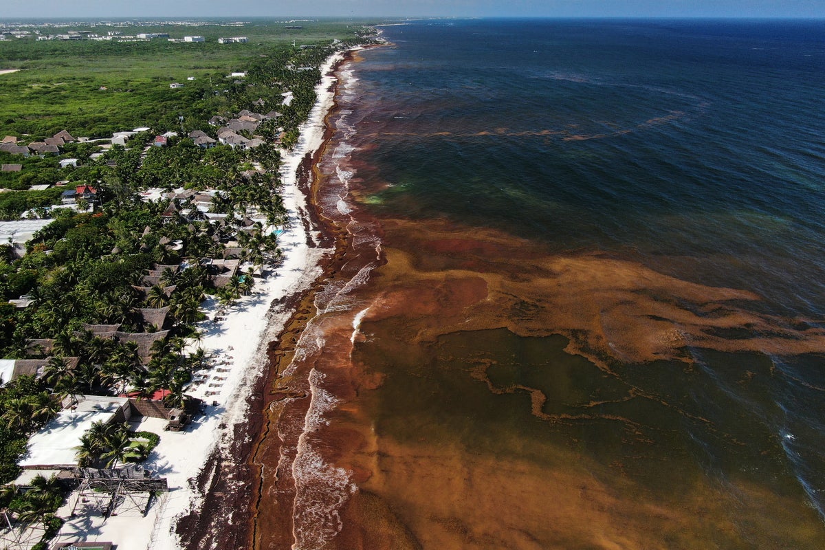 Record levels of sargassum seaweed impact Caribbean and Gulf of Mexico coastlines