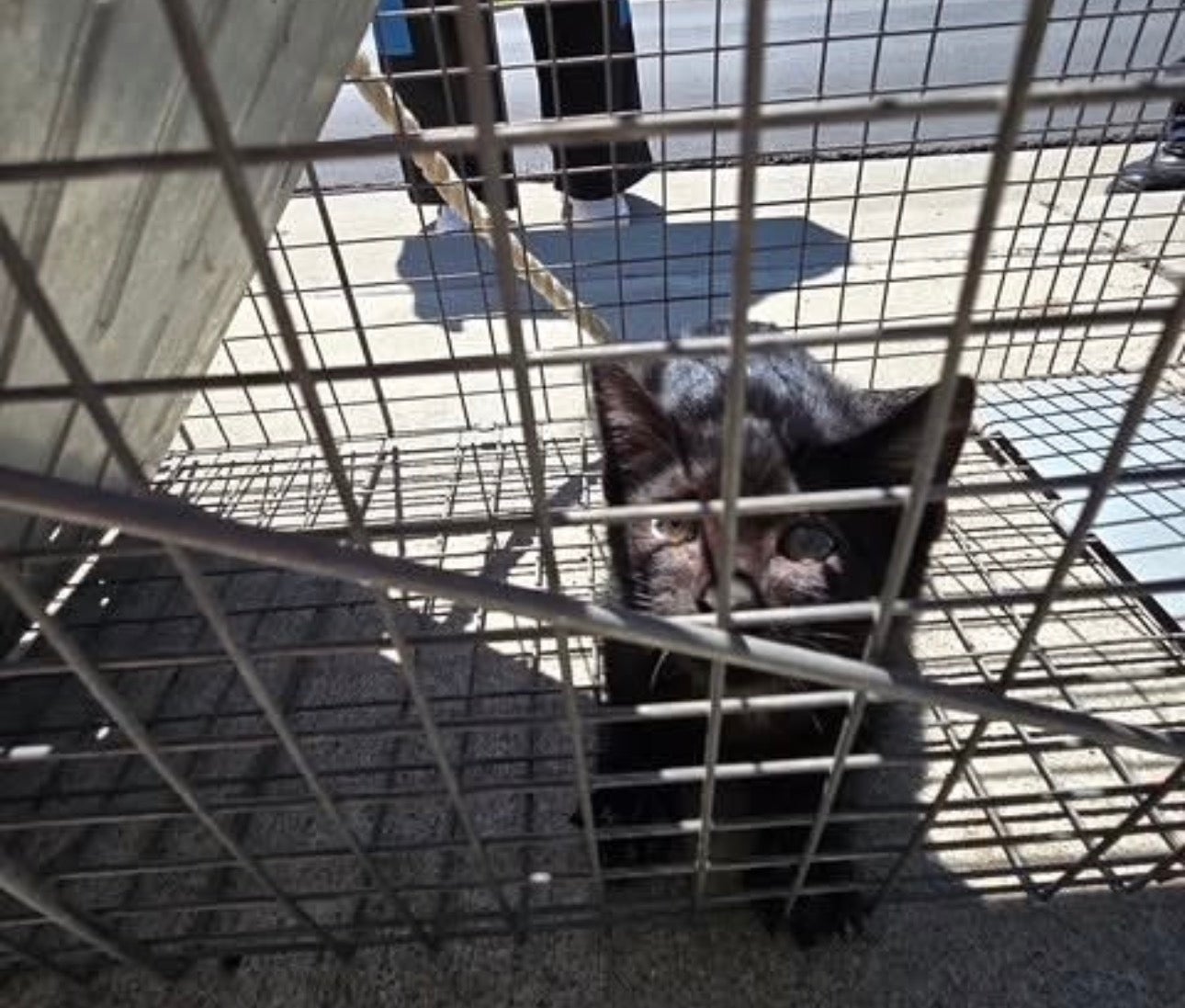 Kitten rescued after two weeks trapped in California storm drain