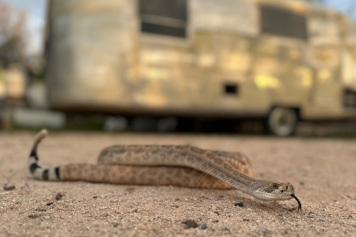 Specialized training programs help pets avoid venomous snake encounters