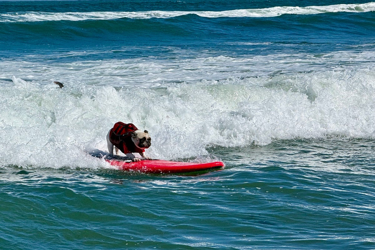 Canine Surfers Compete in Annual World Dog Surfing Championships